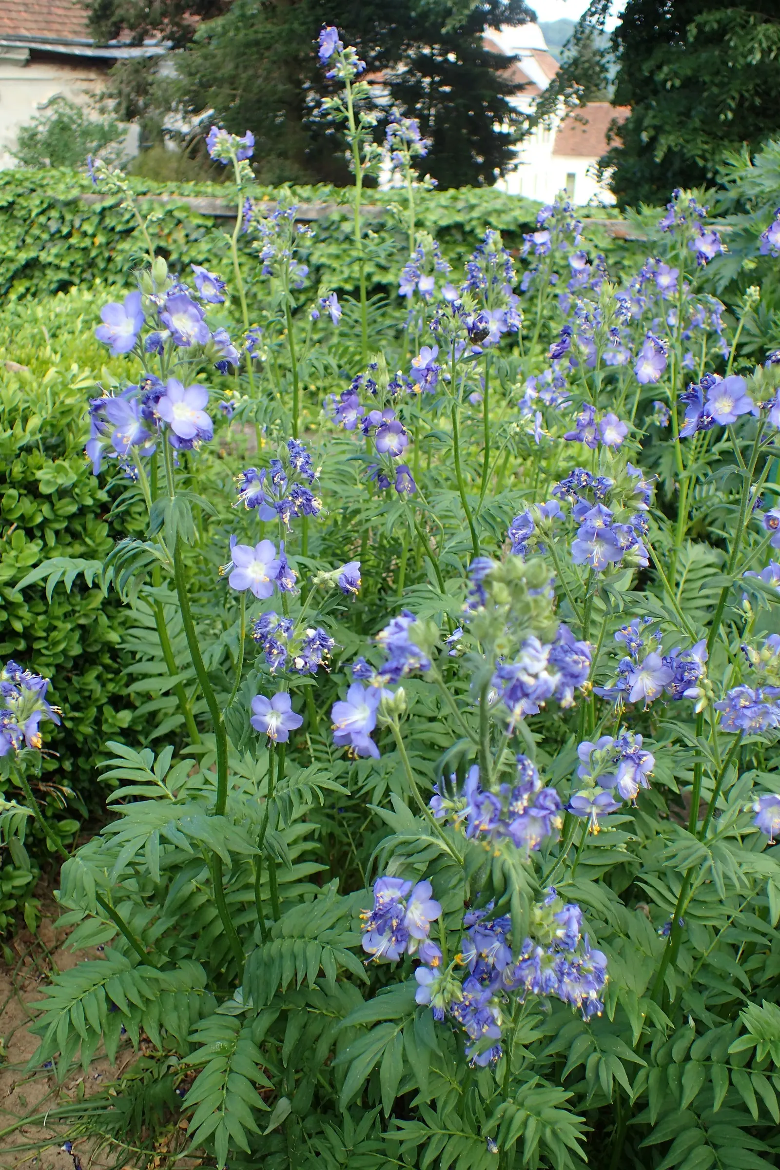 Variegated Jacob's Ladder (Polemonium Caeruleum) — the Variegated Jacob's Ladder produces clusters of bell-shaped flowers; blue and lavender, image 67