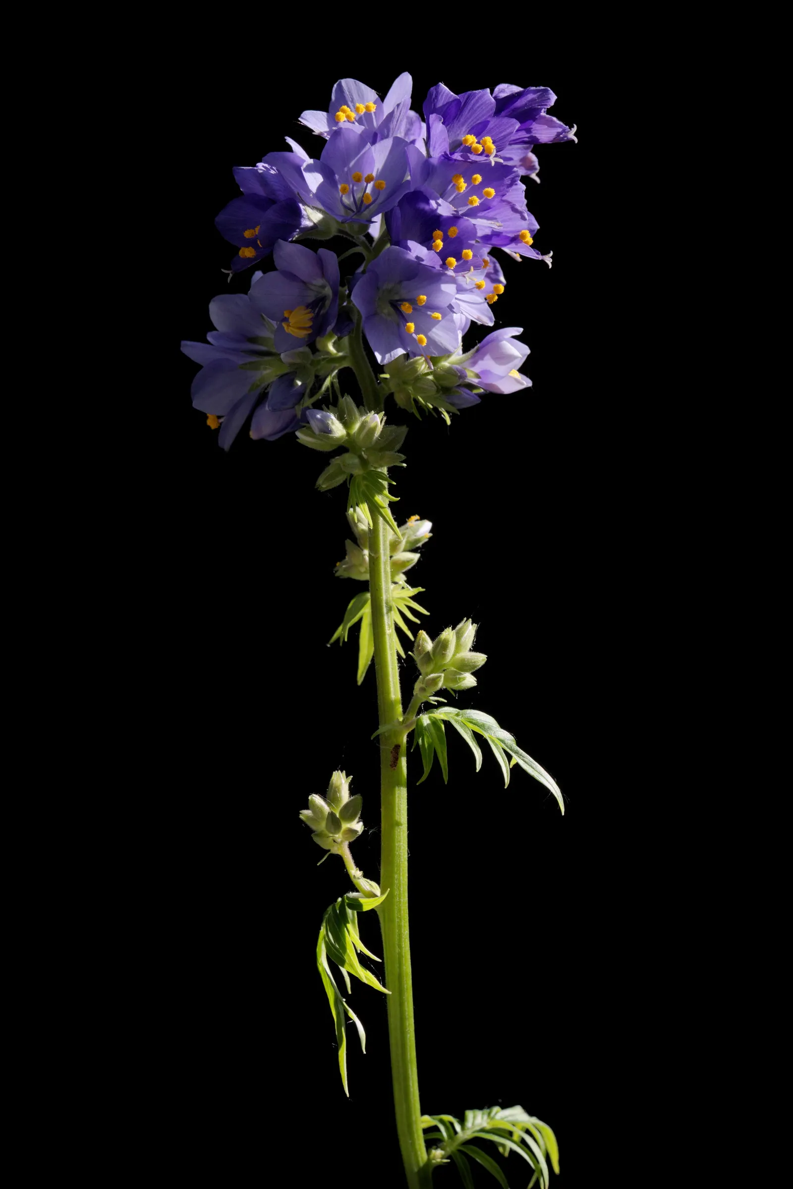Variegated Jacob's Ladder (Polemonium Caeruleum) — scientifically named Polemonium caeruleum; it requires minimal maintenance, with occasional, image 59
