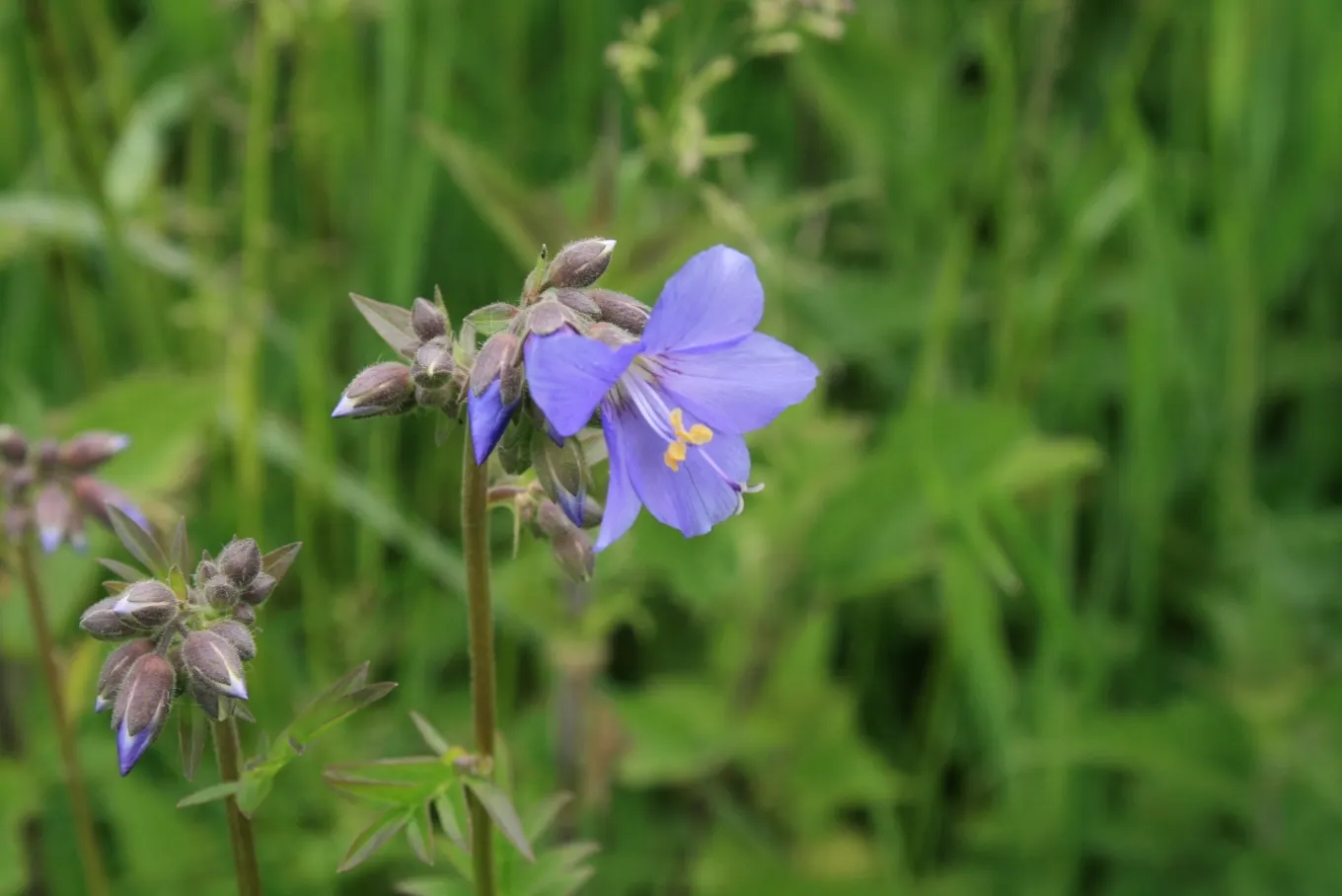 Variegated Jacob's Ladder (Polemonium Caeruleum) — These blossoms not only add a splash of color but also invite pollinators such as bees and, image 44