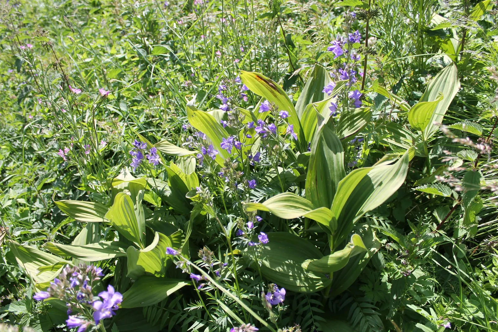 Variegated Jacob's Ladder (Polemonium Caeruleum) — Deadheading the spent blooms can encourage a second flush of flowers and prevent self-sowing if, image 47