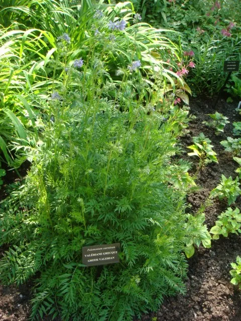 Variegated Jacob's Ladder (Polemonium Caeruleum) — Polemonium caeruleum adds both textural and visual interest to any landscape; this hardy plant, image 75