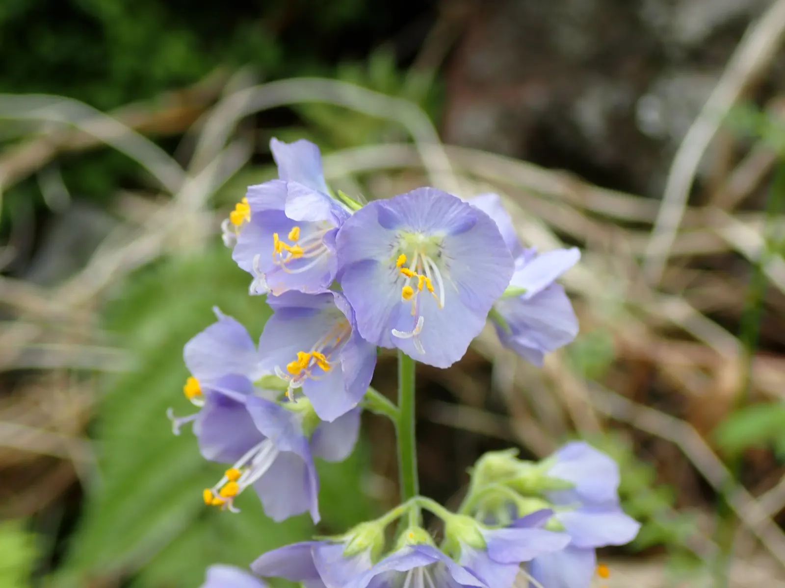 Variegated Jacob's Ladder (Polemonium Caeruleum) — It boasts clusters of bell-shaped; perennial with blue and lavender blooms, image 56