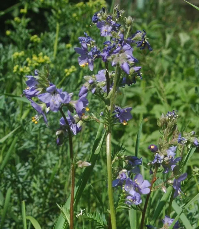 Variegated Jacob's Ladder (Polemonium Caeruleum) — perennial for half or shade; polemonium caeruleum adds both textural and visual interest to any, image 78