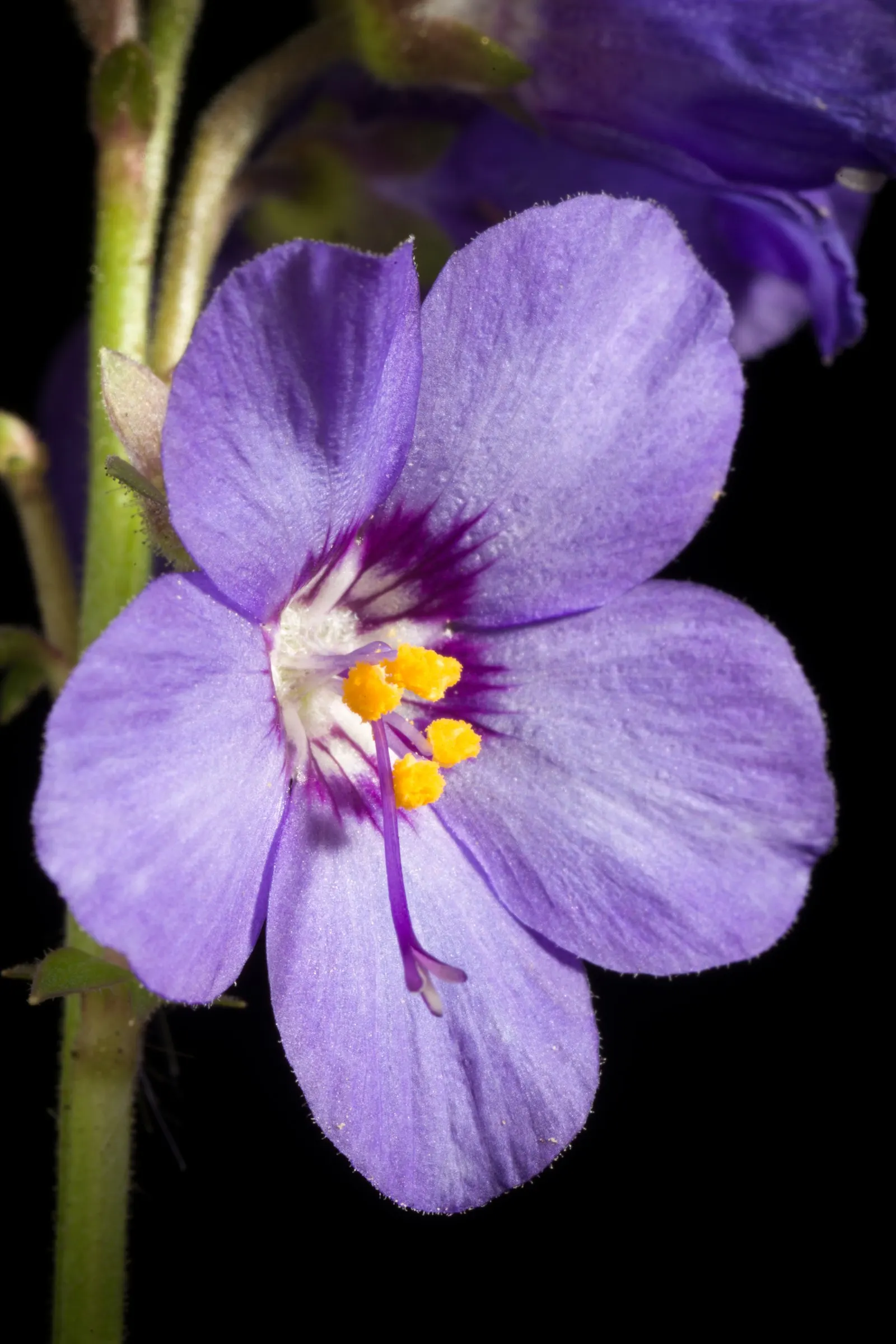 Variegated Jacob's Ladder (Polemonium Caeruleum) — These blossoms not only add a splash of color but also invite pollinators such as bees and, image 70