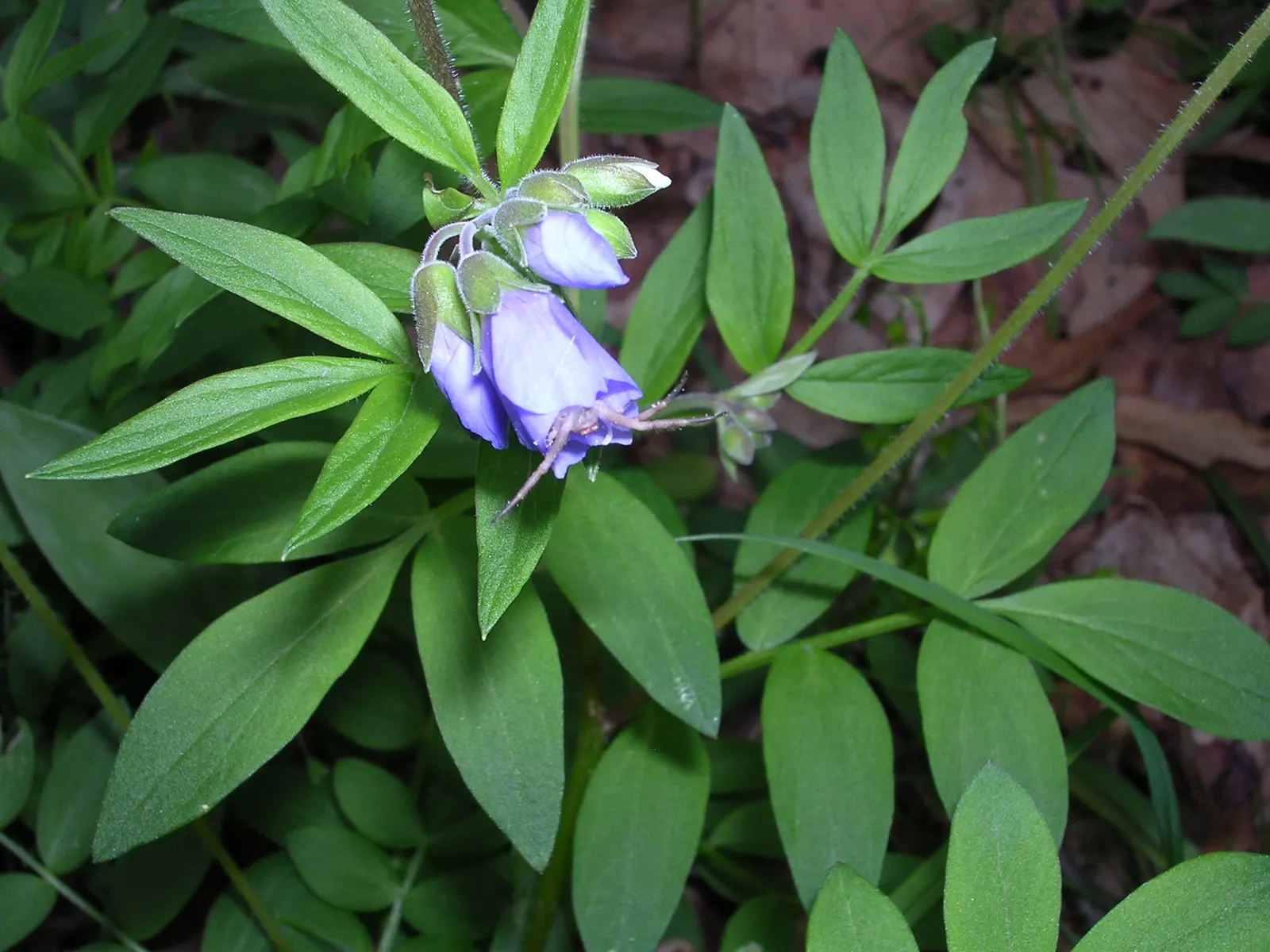 Variegated Jacob's Ladder (Polemonium Caeruleum) — that stand atop the striking variegated foliage; well-drained soil with an optimal pH range of, image 69