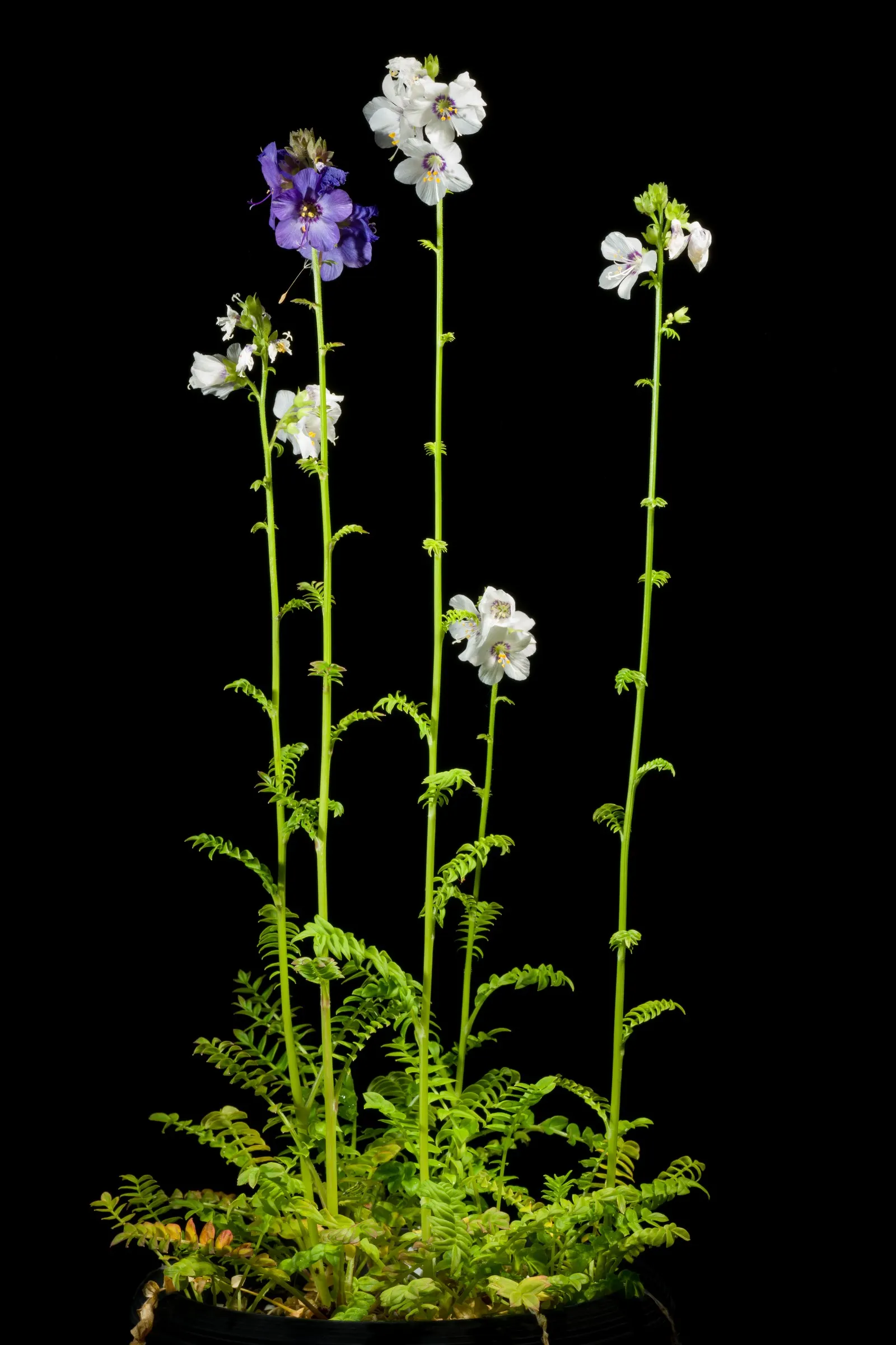 Variegated Jacob's Ladder (Polemonium Caeruleum) — herbaceous perennial that would serve as an enchanting addition to any garden design; is an aesthetically
