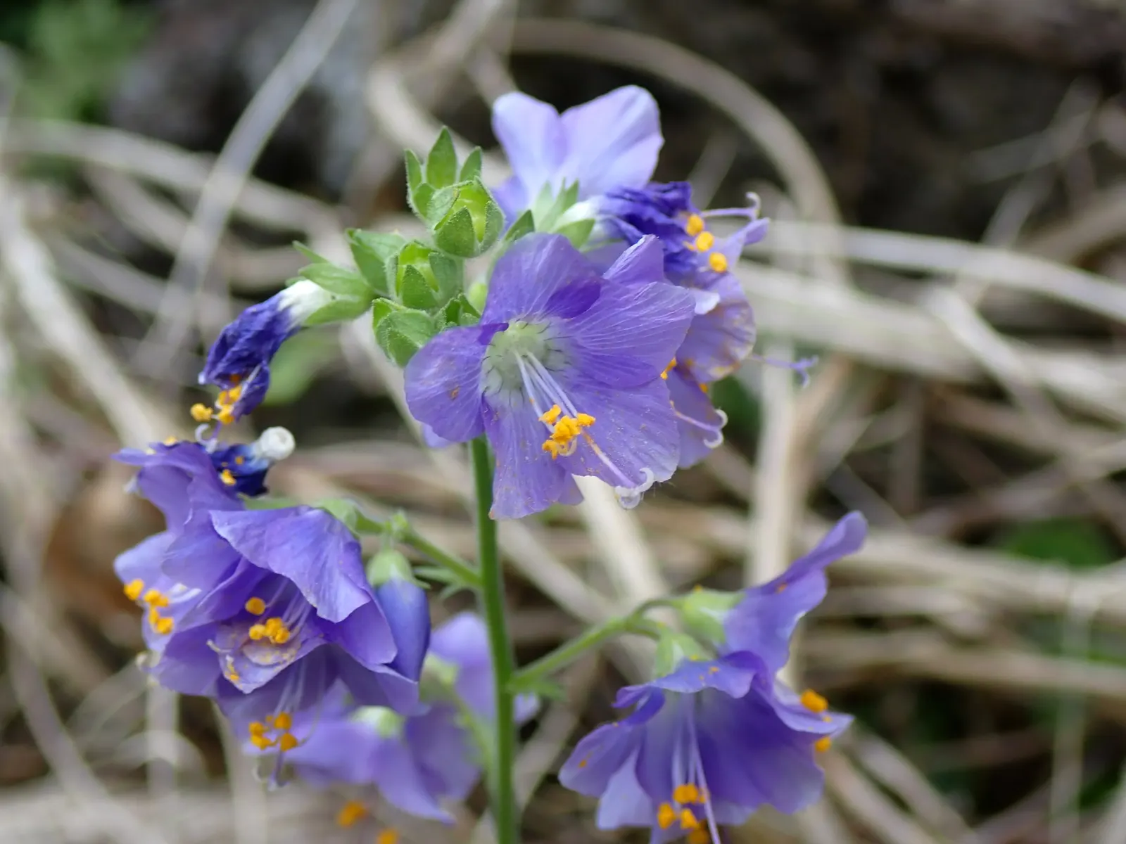 Variegated Jacob's Ladder (Polemonium Caeruleum) — perennial with blue and lavender blooms; ranging in color from a soft lavender to a deep sky blue, image 103