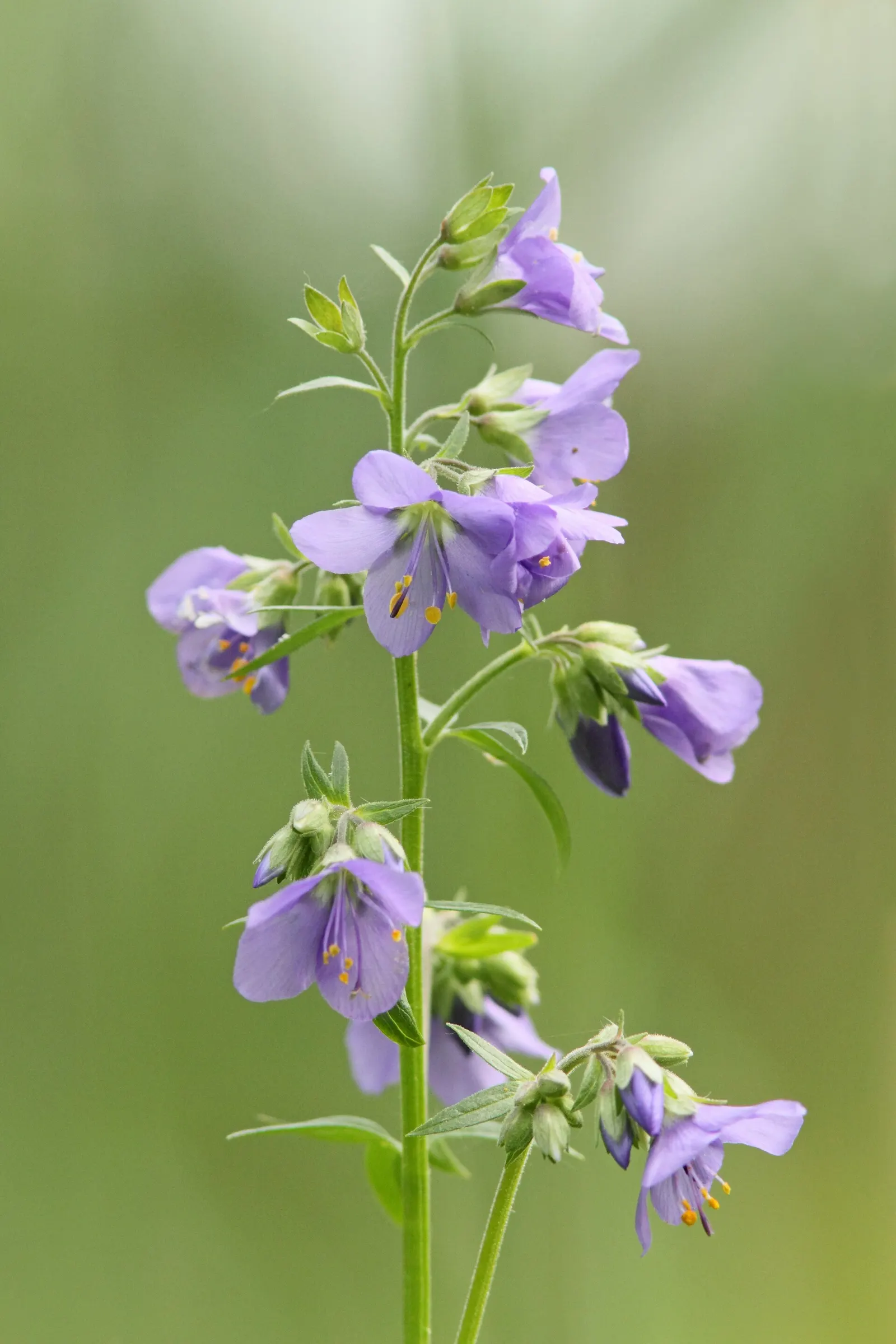 Variegated Jacob's Ladder (Polemonium Caeruleum) — that stand atop the striking variegated foliage; well-drained soil with an optimal pH range of, image 95