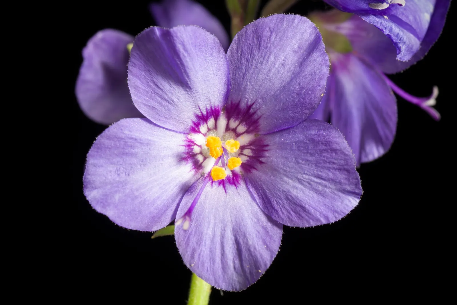 Variegated Jacob's Ladder (Polemonium Caeruleum) — It boasts clusters of bell-shaped