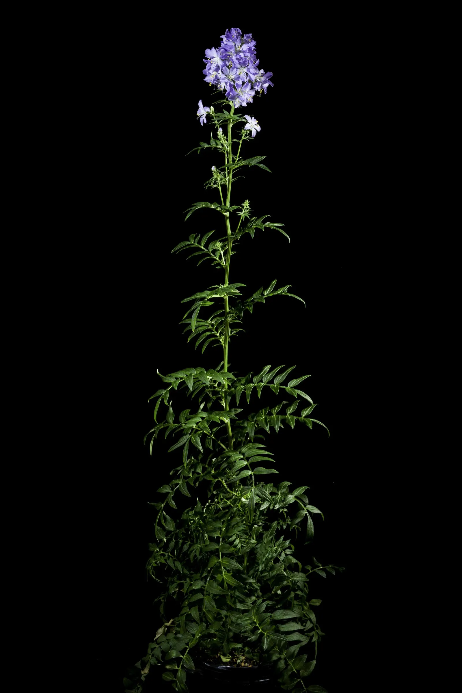 Variegated Jacob's Ladder (Polemonium Caeruleum) — It requires minimal maintenance, with occasional watering during dry spells