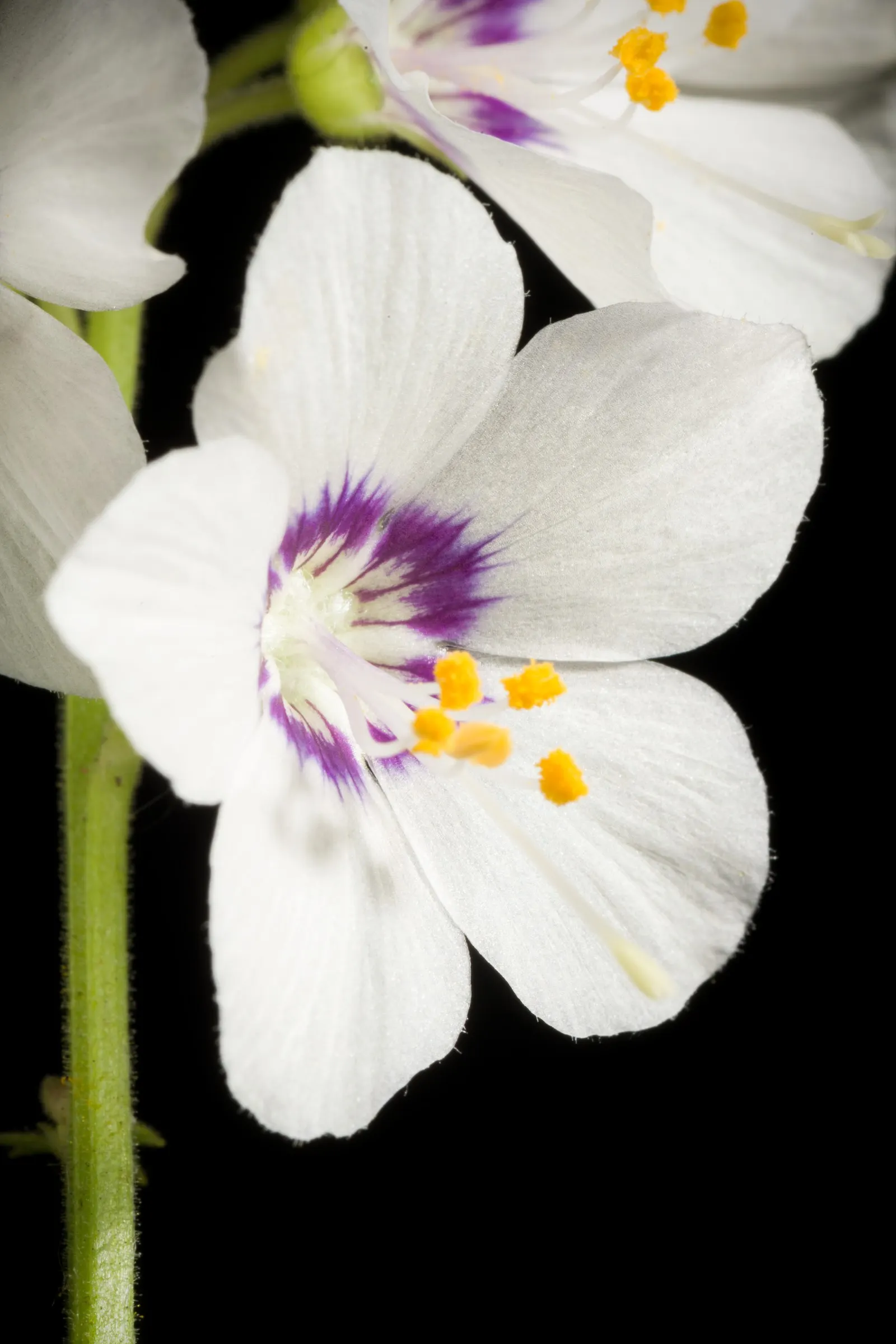 Variegated Jacob's Ladder (Polemonium Caeruleum) — With its unique appearance and ease of care; deadheading the spent blooms can encourage a second flush of