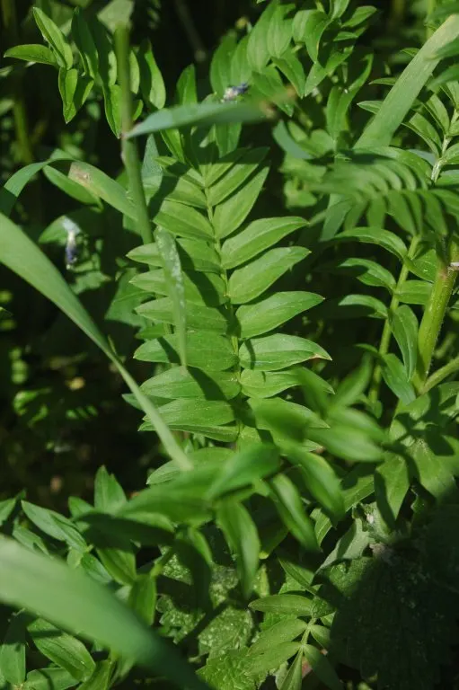 Variegated Jacob's Ladder (Polemonium Caeruleum) — It's particularly noted for its striking foliage; the Variegated Jacob's Ladder produces, image 88