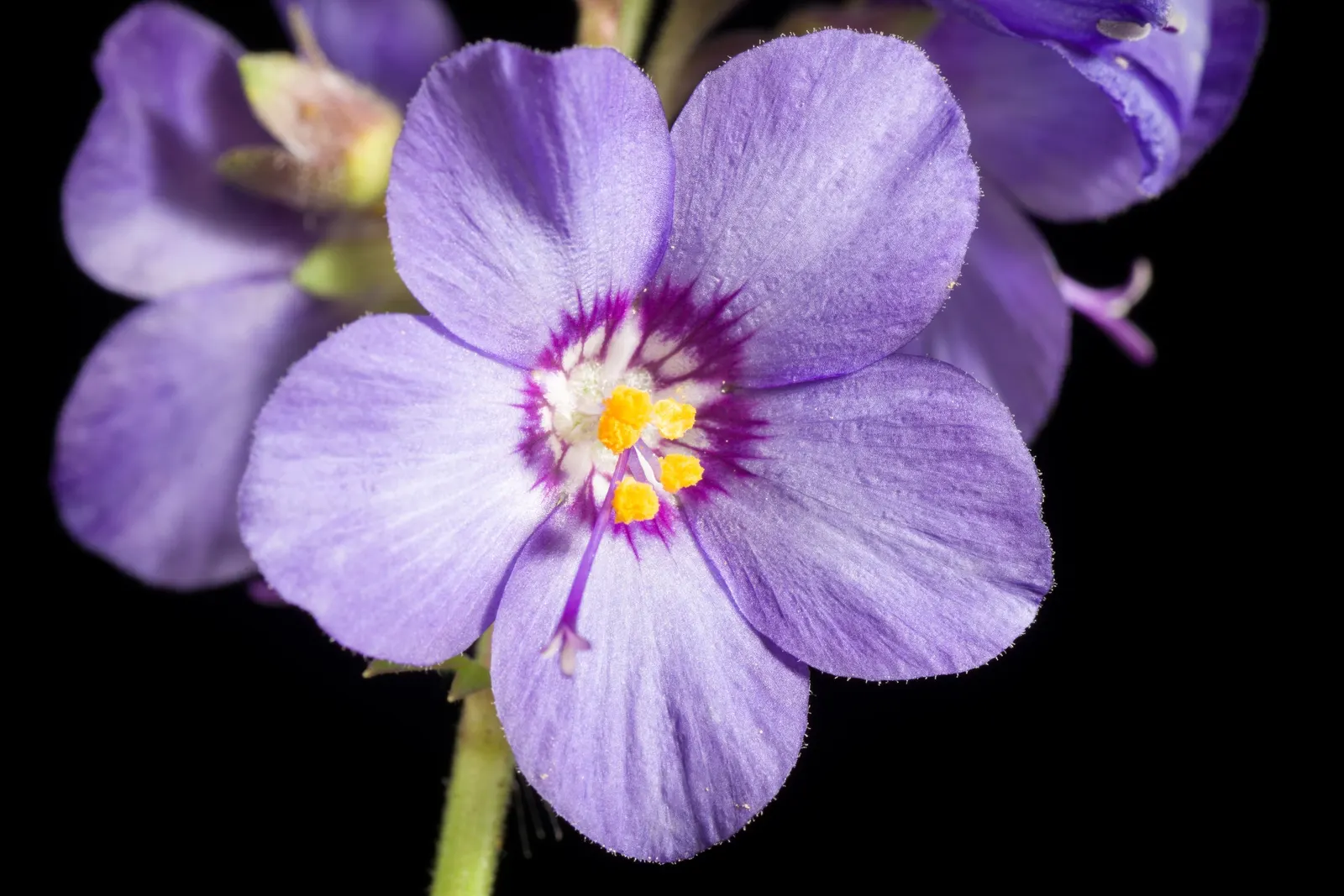 Variegated Jacob's Ladder (Polemonium Caeruleum) — herbaceous perennial that would serve as an enchanting addition to any garden design