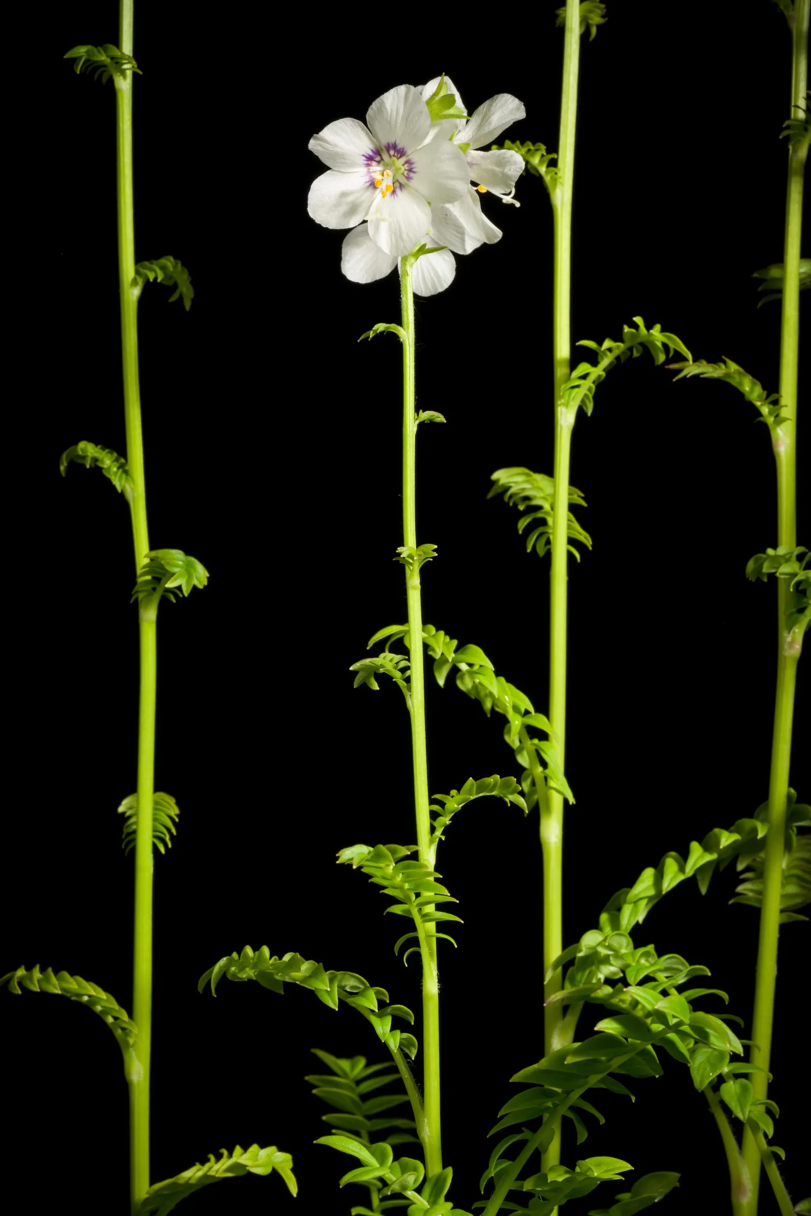 Variegated Jacob's Ladder (Polemonium Caeruleum) — though it can tolerate full sun in cooler climates; that stand atop the striking variegated foliage