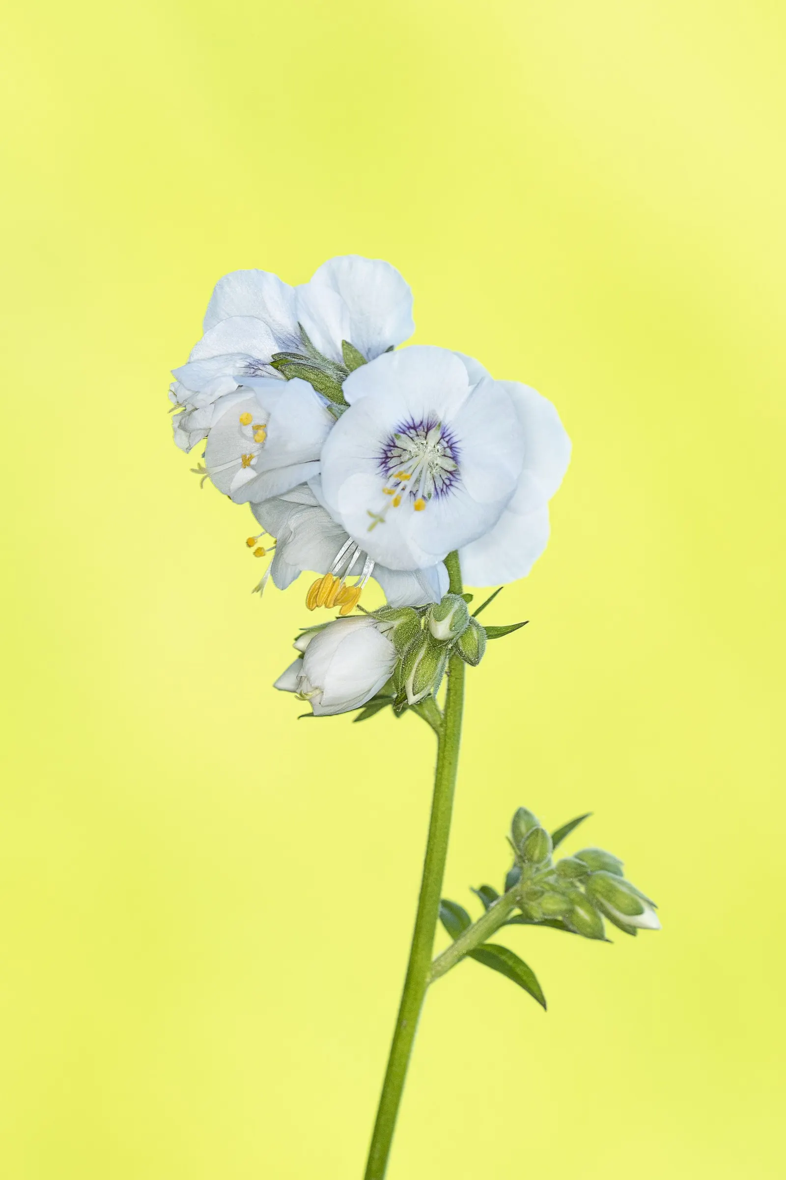 Variegated Jacob's Ladder (Polemonium Caeruleum) — is an aesthetically appealing; reaching heights of 2-3 feet and spreading 18-24 inches, image 86