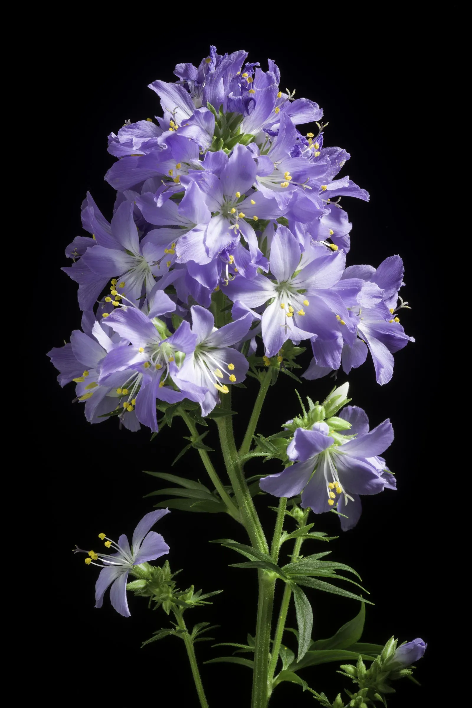 Variegated Jacob's Ladder (Polemonium Caeruleum) — well-drained soil with an optimal pH range of 6.5 to 7.5