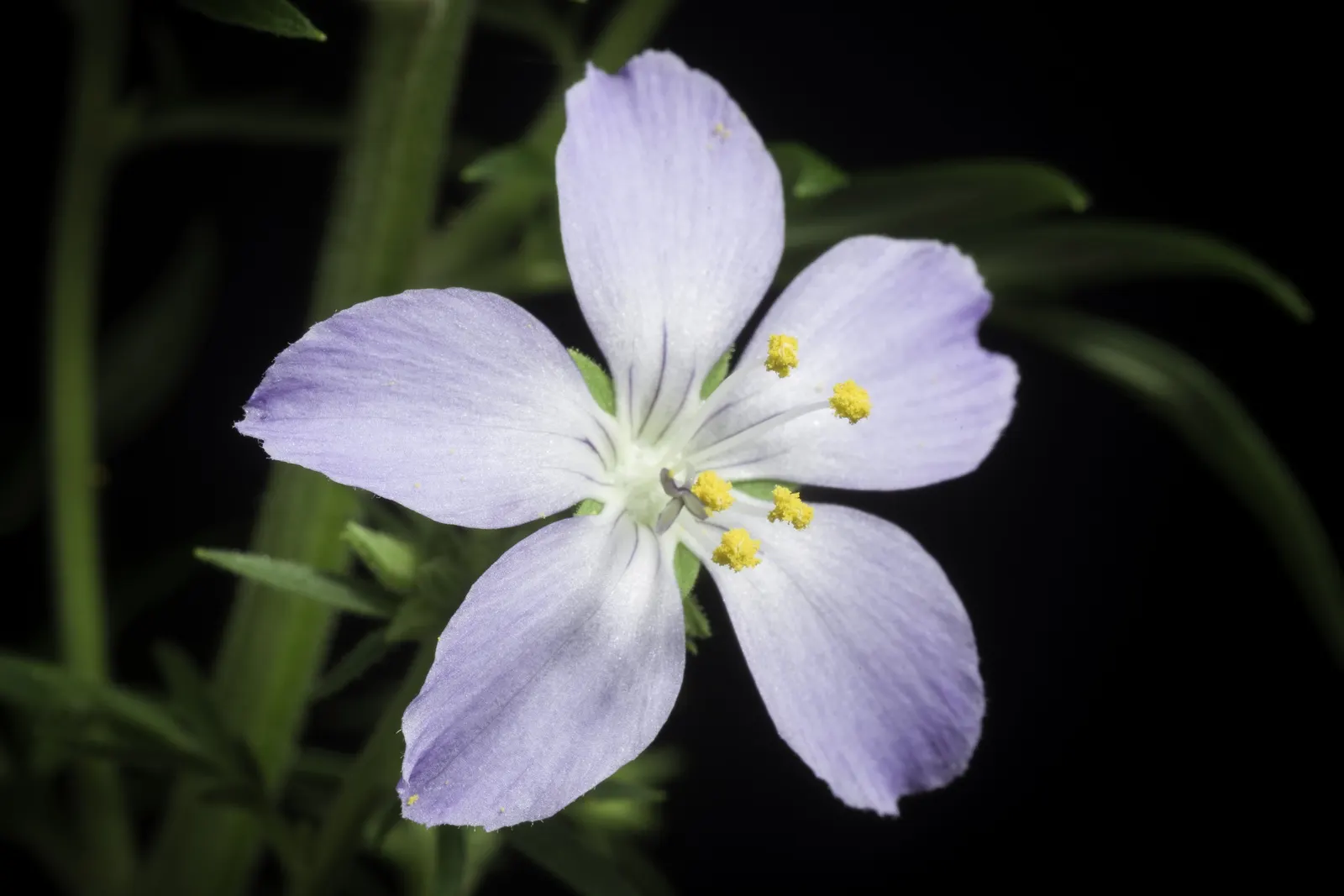 Variegated Jacob's Ladder (Polemonium Caeruleum) — preferring partial shade to full sun; these blossoms not only add a splash of color but also invite
