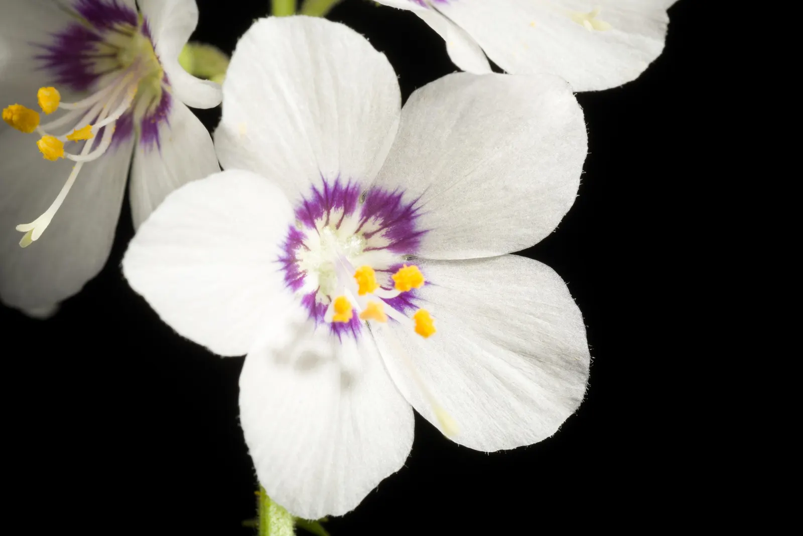 Variegated Jacob's Ladder (Polemonium Caeruleum) — this hardy plant thrives in USDA zones 4-8; which boasts creamy white-edged leaflets neatly, image 54