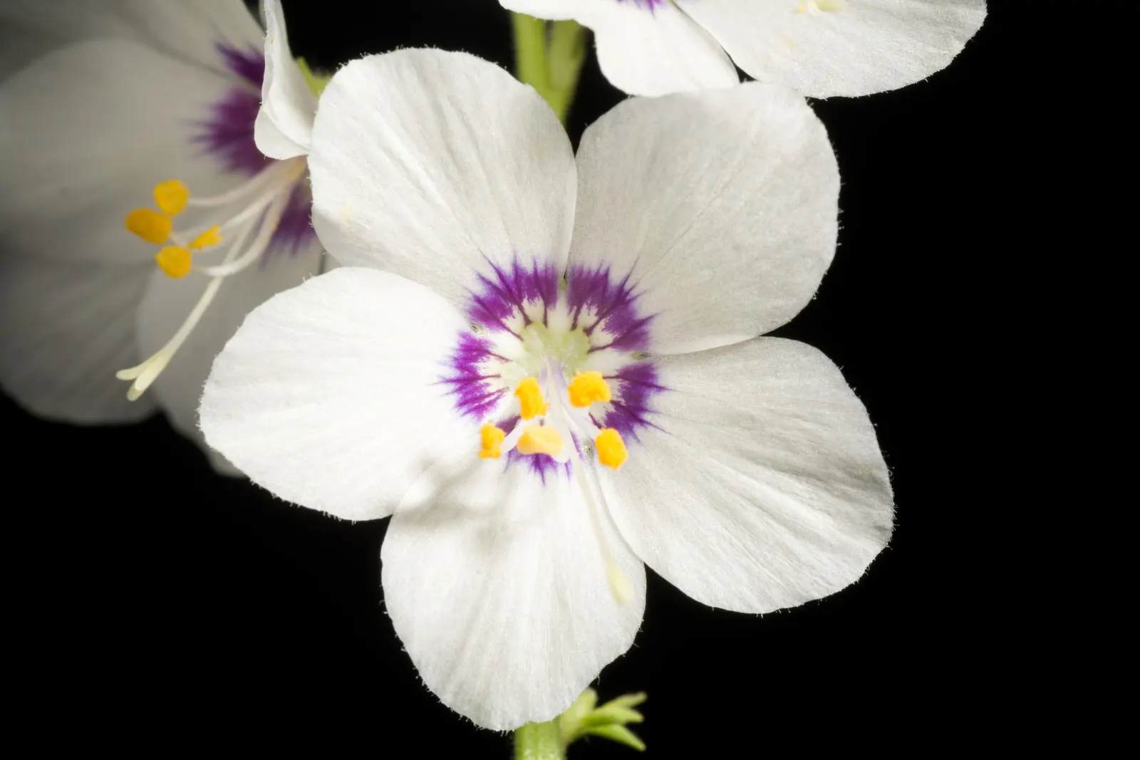 Variegated Jacob's Ladder (Polemonium Caeruleum) — With its unique appearance and ease of care