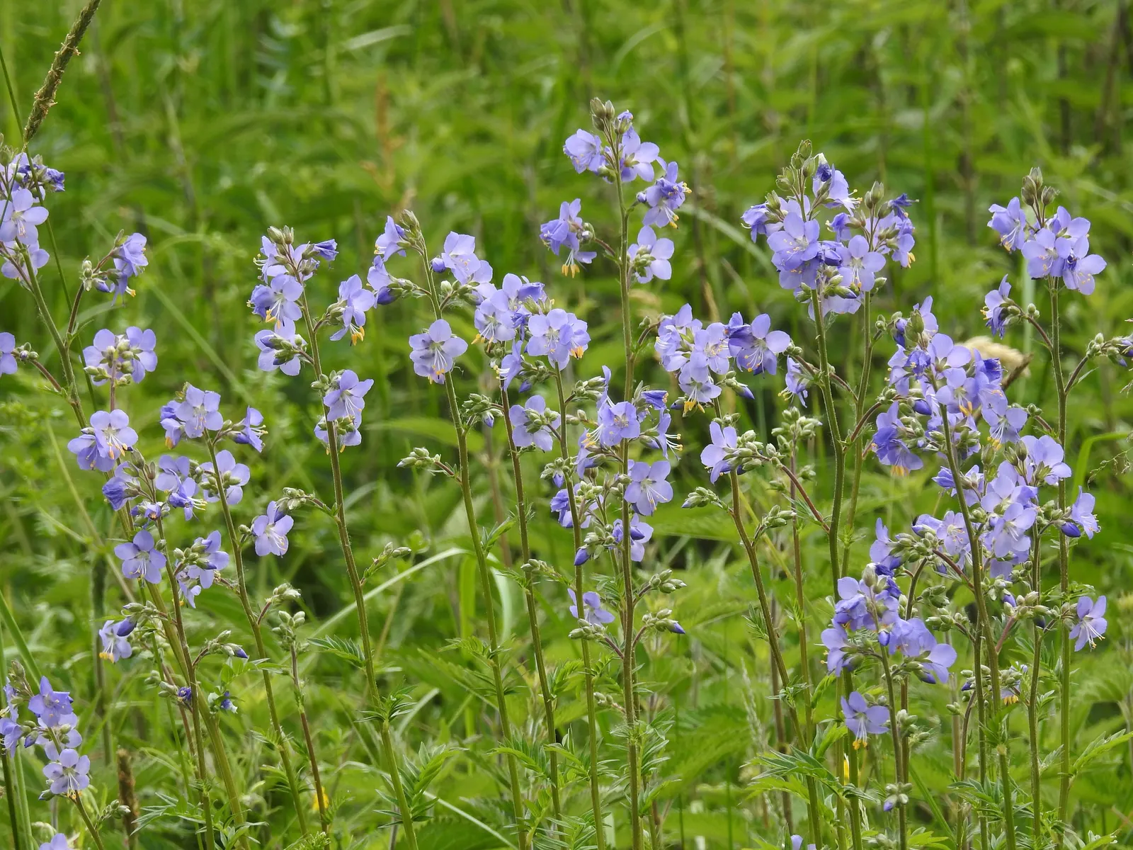 Variegated Jacob's Ladder (Polemonium Caeruleum) — which boasts creamy white-edged leaflets neatly arranged along the stems; with its unique, image 63