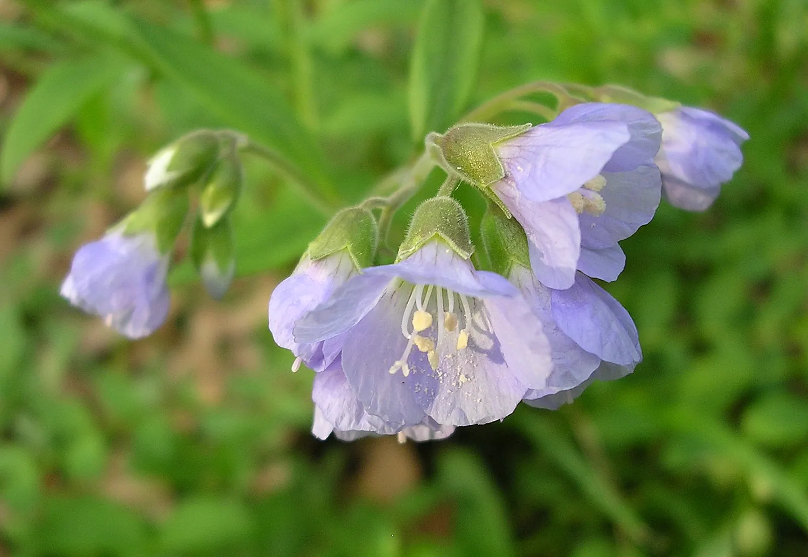Variegated Jacob's Ladder (Polemonium Caeruleum) — is an aesthetically appealing; reaching heights of 2-3 feet and spreading 18-24 inches, image 60