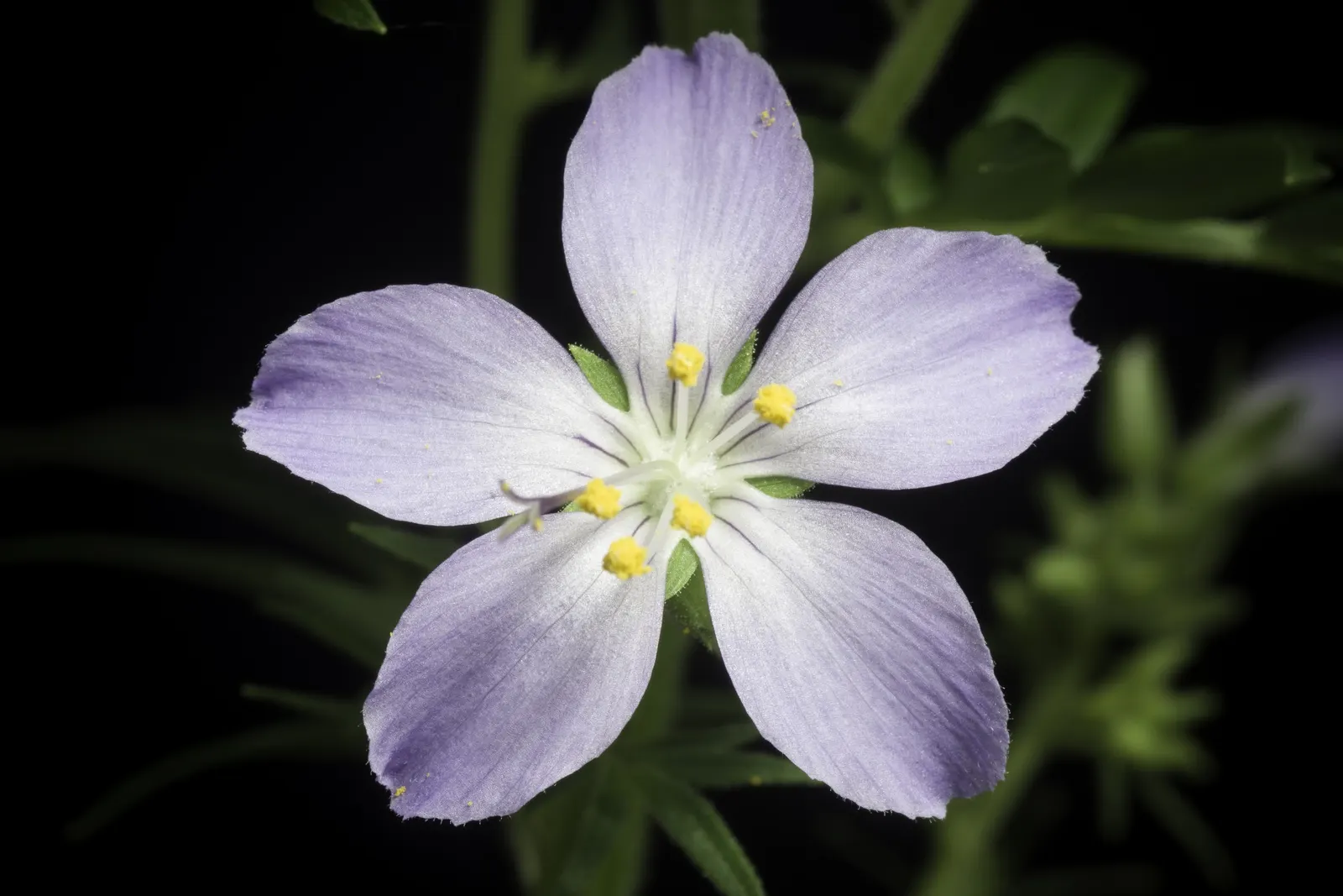 Variegated Jacob's Ladder (Polemonium Caeruleum) — It requires minimal maintenance, with occasional watering during dry spells; scientifically named Polemonium