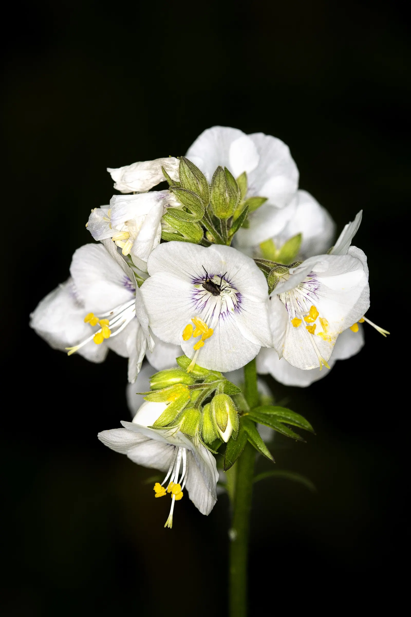 Variegated Jacob's Ladder (Polemonium Caeruleum) — It thrives in partial shade; it's particularly noted for its striking foliage, image 91