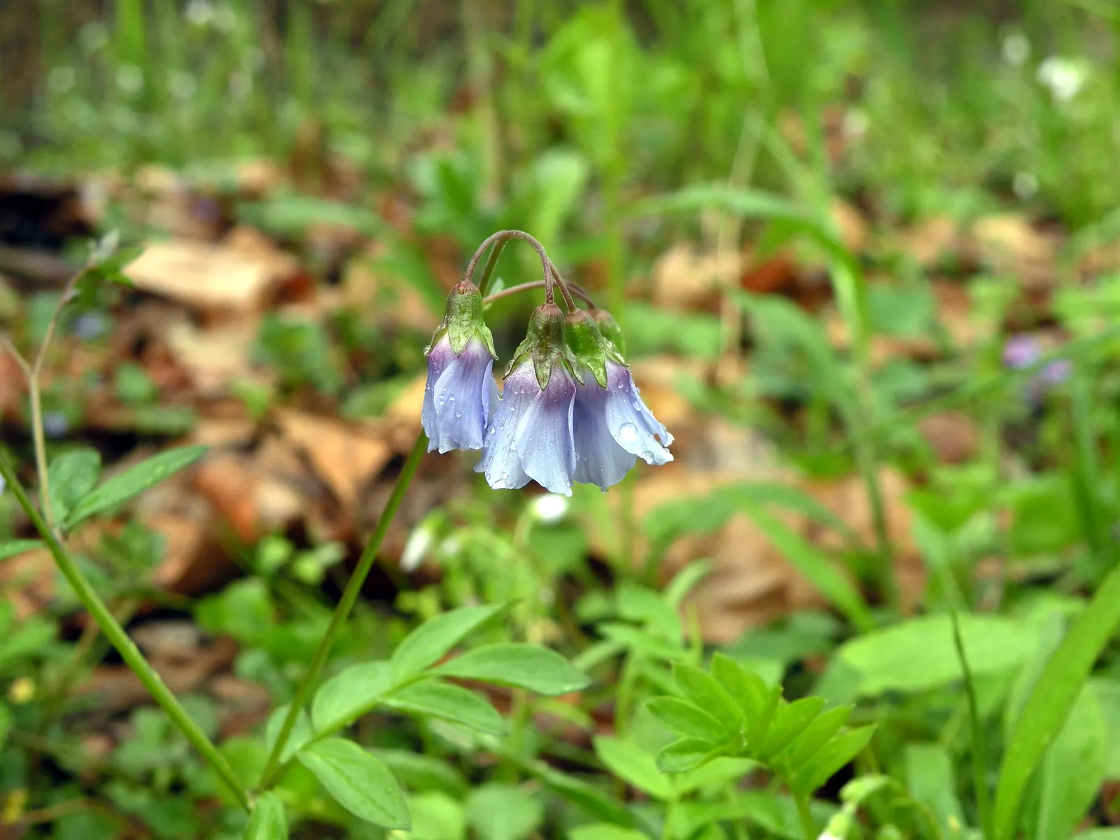 Variegated Jacob's Ladder (Polemonium Caeruleum) — It boasts clusters of bell-shaped; perennial with blue and lavender blooms, image 108