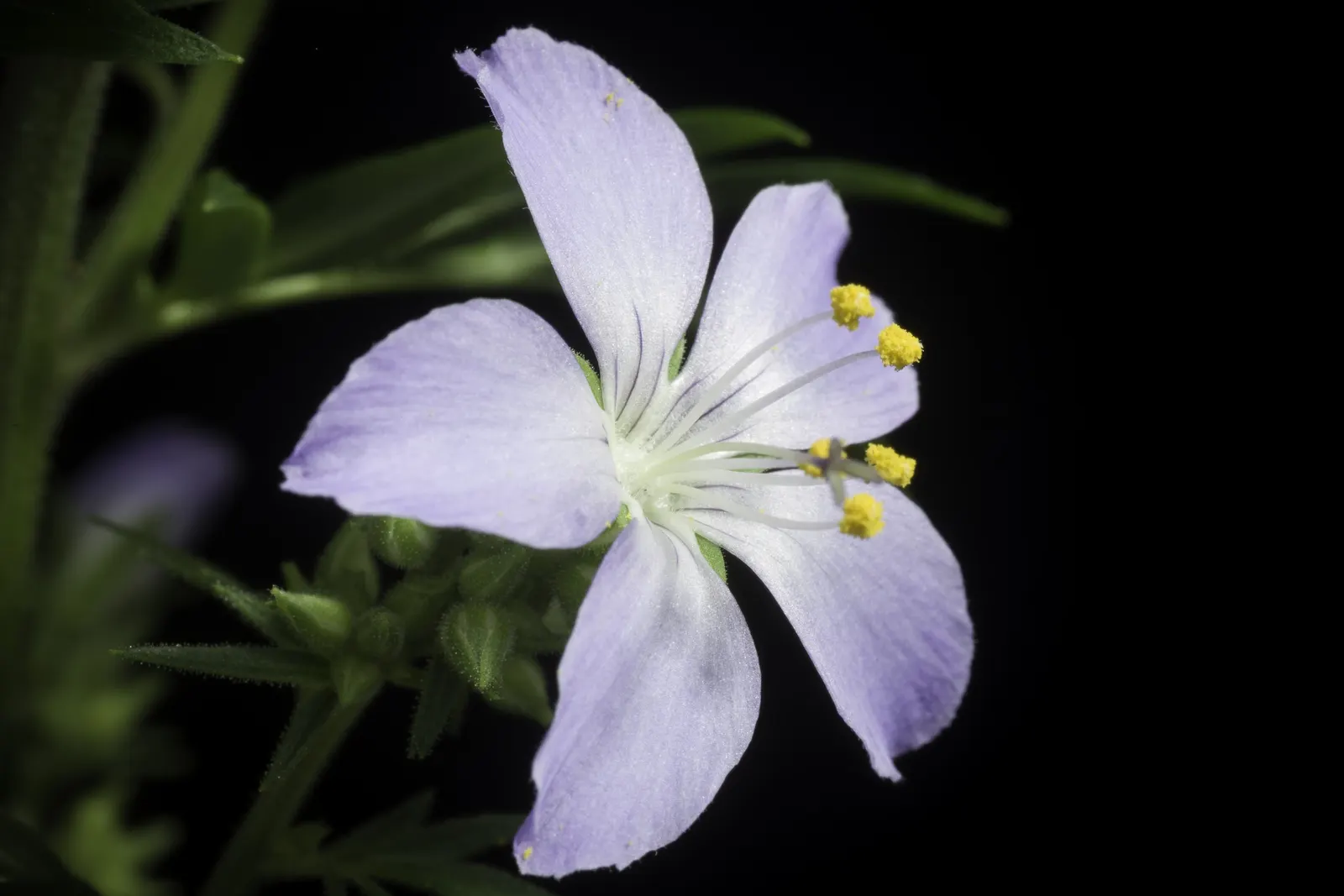 Variegated Jacob's Ladder (Polemonium Caeruleum) — Reaching heights of 2-3 feet and spreading 18-24 inches