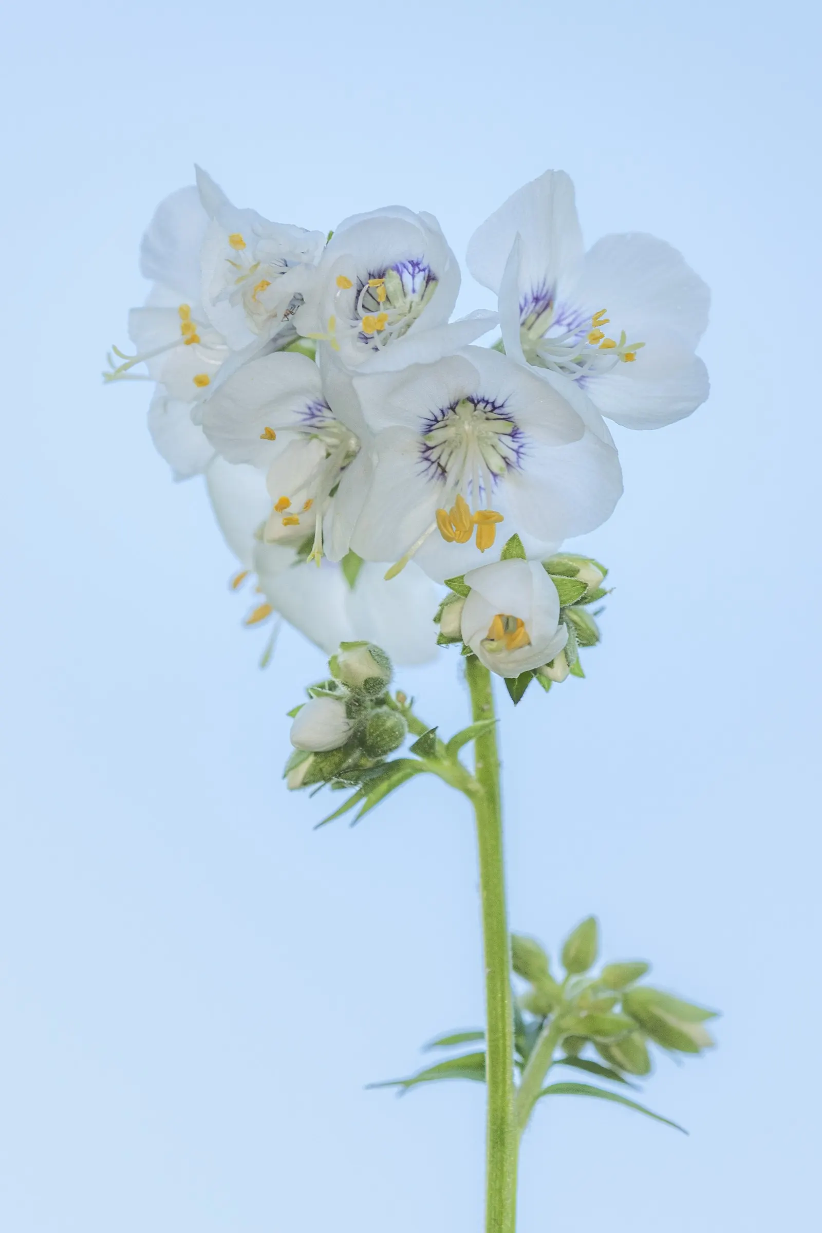Variegated Jacob's Ladder (Polemonium Caeruleum) — this hardy plant thrives in USDA zones 4-8; which boasts creamy white-edged leaflets neatly, image 80