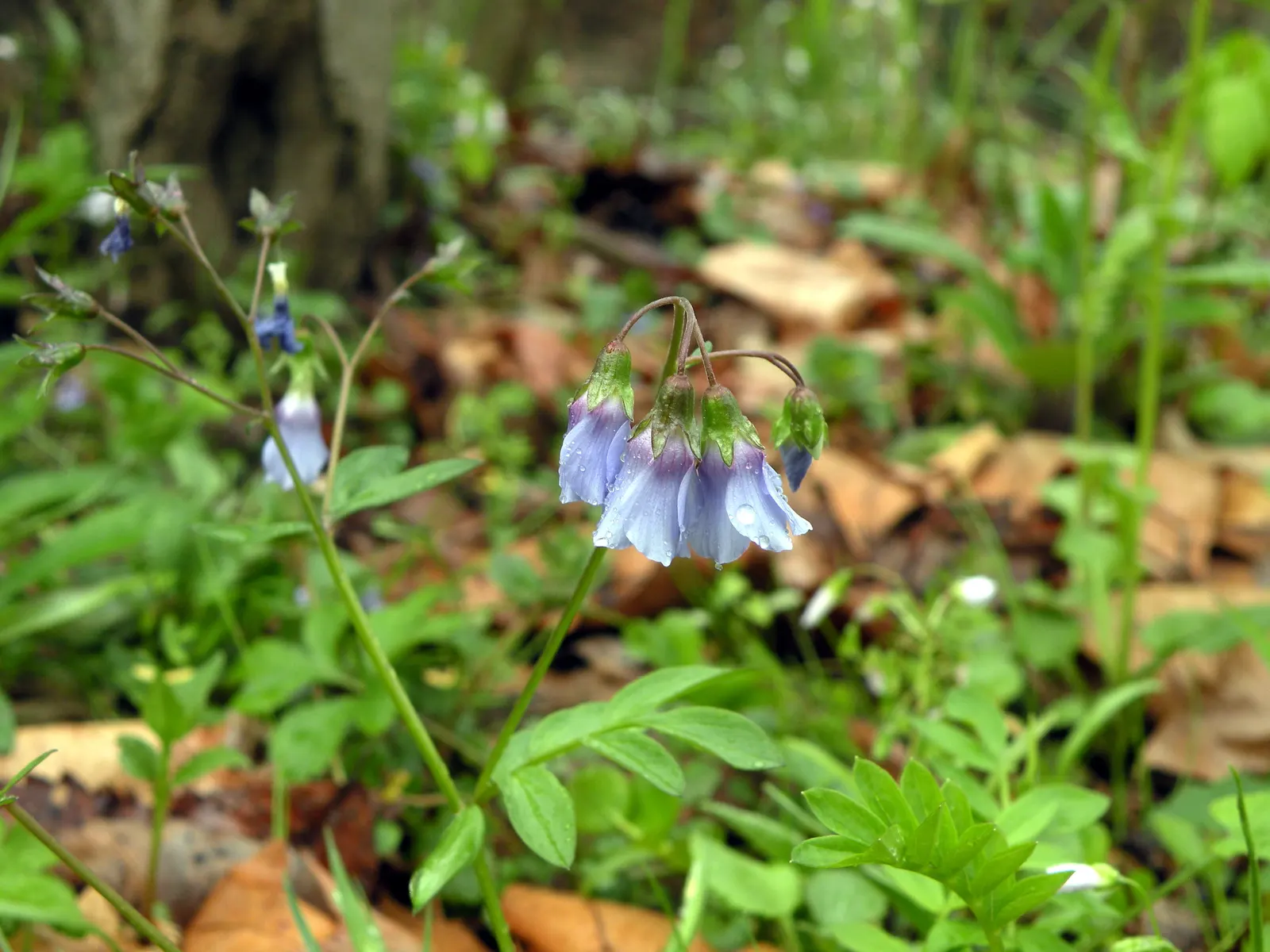 Variegated Jacob's Ladder (Polemonium Caeruleum) — enhancing the garden's biodiversity.<br><br>As a designer; perennial for half or shade, image 97