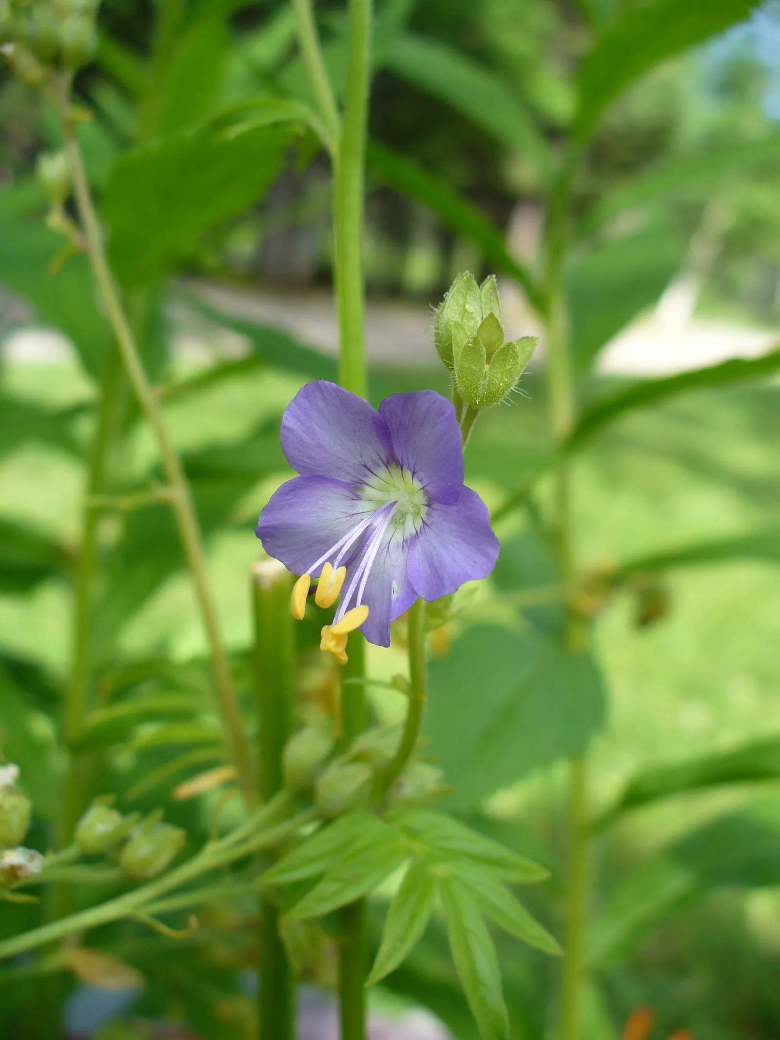 Variegated Jacob's Ladder (Polemonium Caeruleum) — scientifically named Polemonium caeruleum