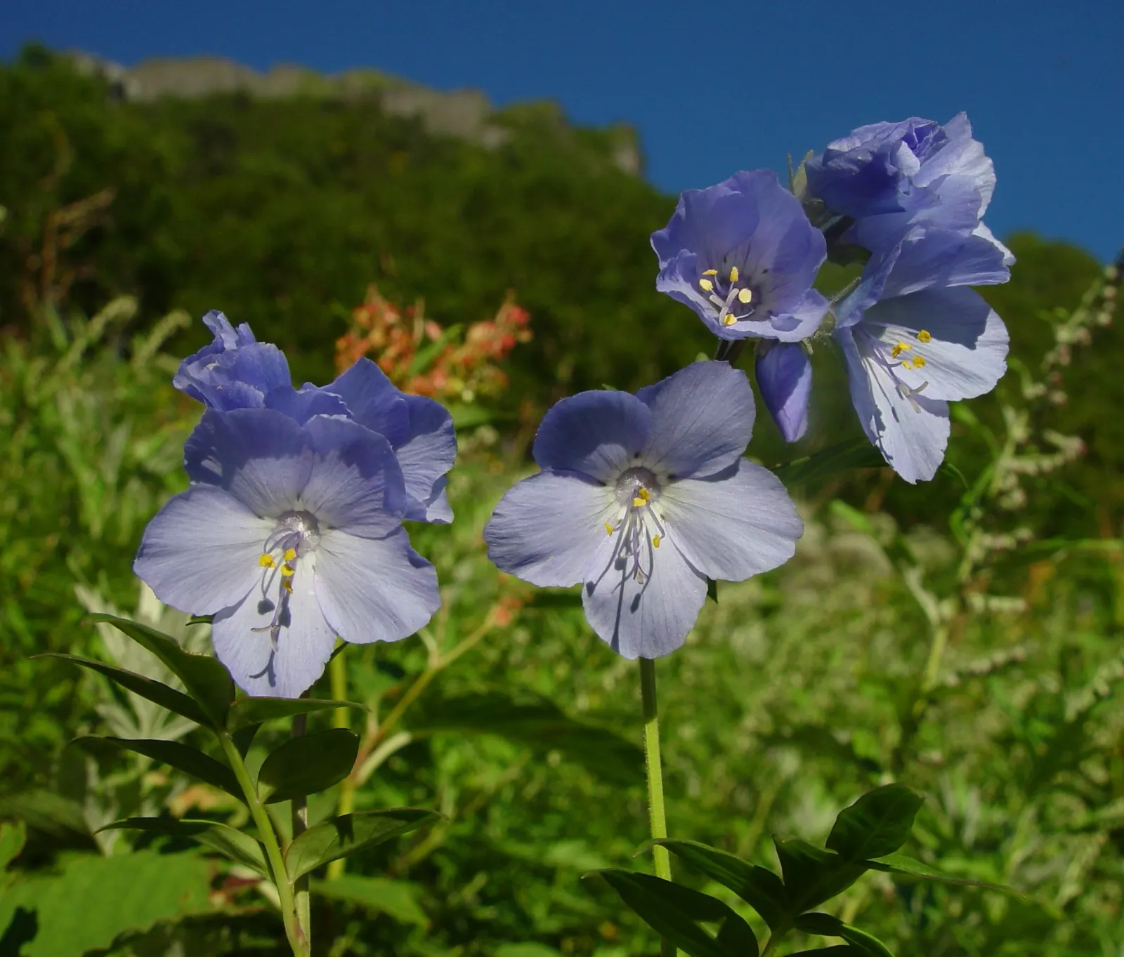 Variegated Jacob's Ladder (Polemonium Caeruleum) — blue-violet flowers in late spring to early summer; adding a vertical dimension and cool tone to, image 109