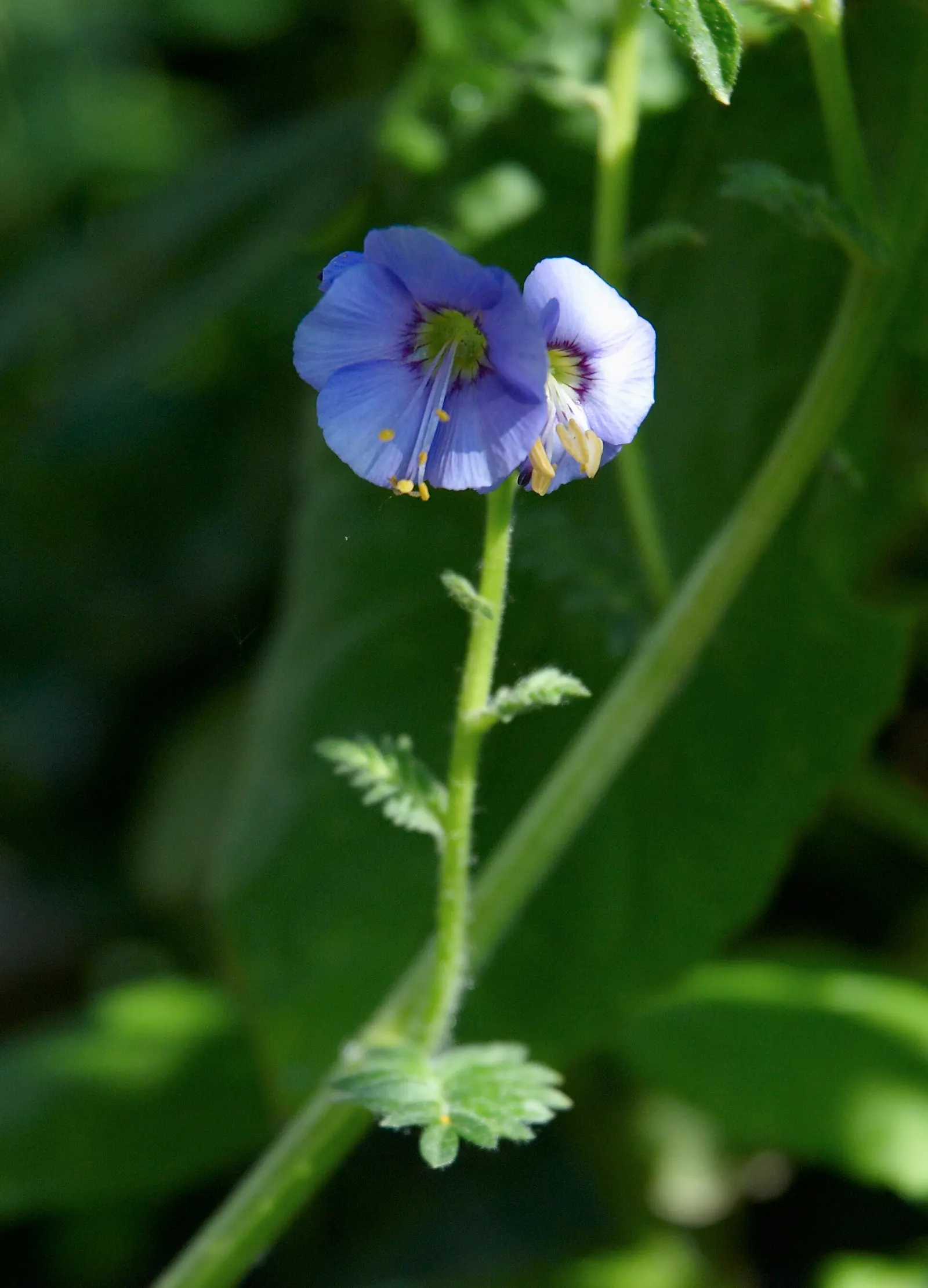 Variegated Jacob's Ladder (Polemonium Caeruleum) — perennial with blue and lavender blooms; ranging in color from a soft lavender to a deep sky blue