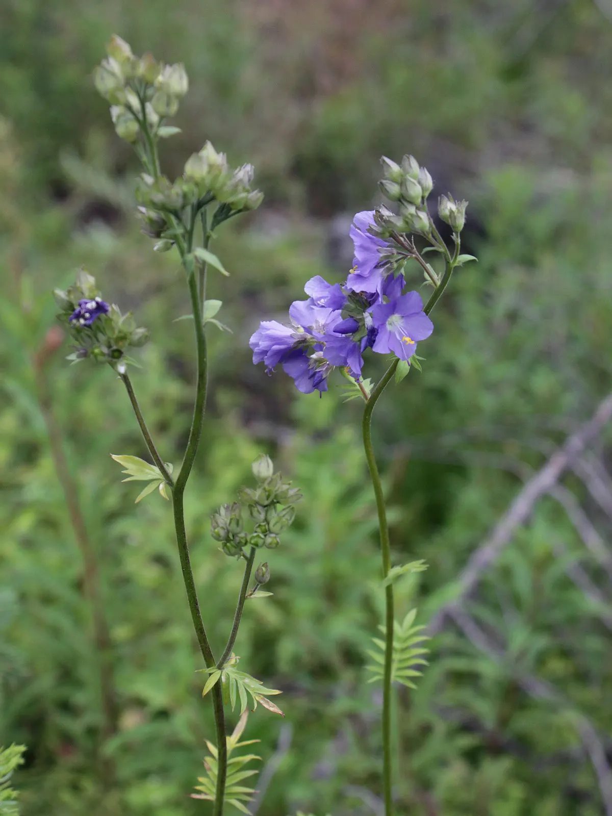 Variegated Jacob's Ladder (Polemonium Caeruleum) — blue-violet flowers in late spring to early summer; adding a vertical dimension and cool tone to, image 83