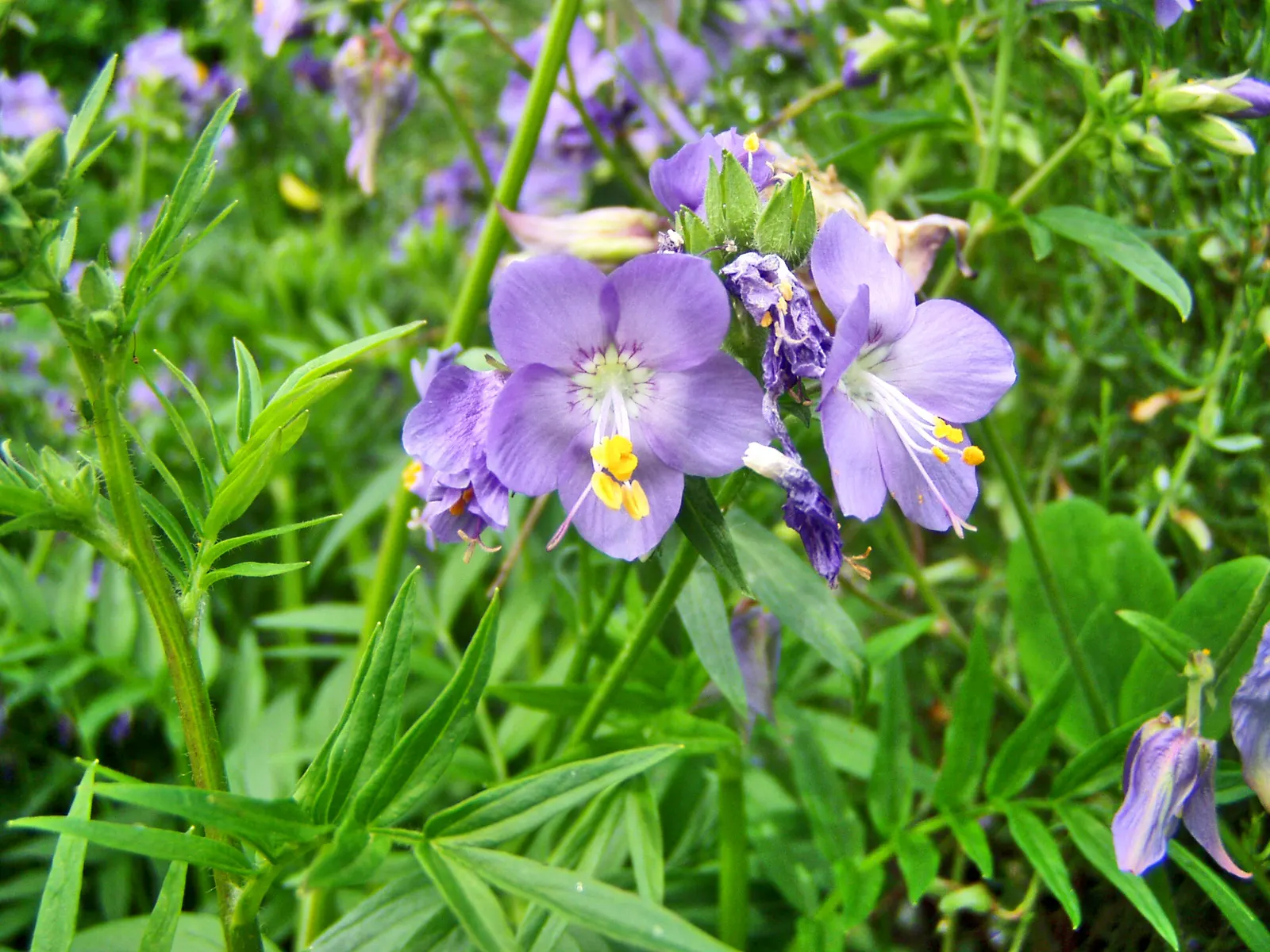 Variegated Jacob's Ladder (Polemonium Caeruleum) — These blossoms not only add a splash of color but also invite pollinators such as bees and butterflies
