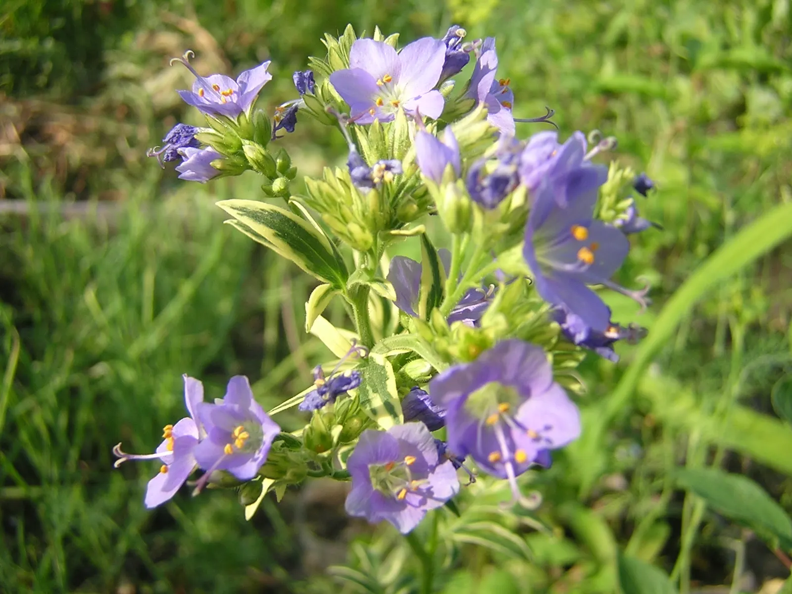 Variegated Jacob's Ladder (Polemonium Caeruleum) — These blossoms not only add a splash of color but also invite pollinators such as bees and, image 96