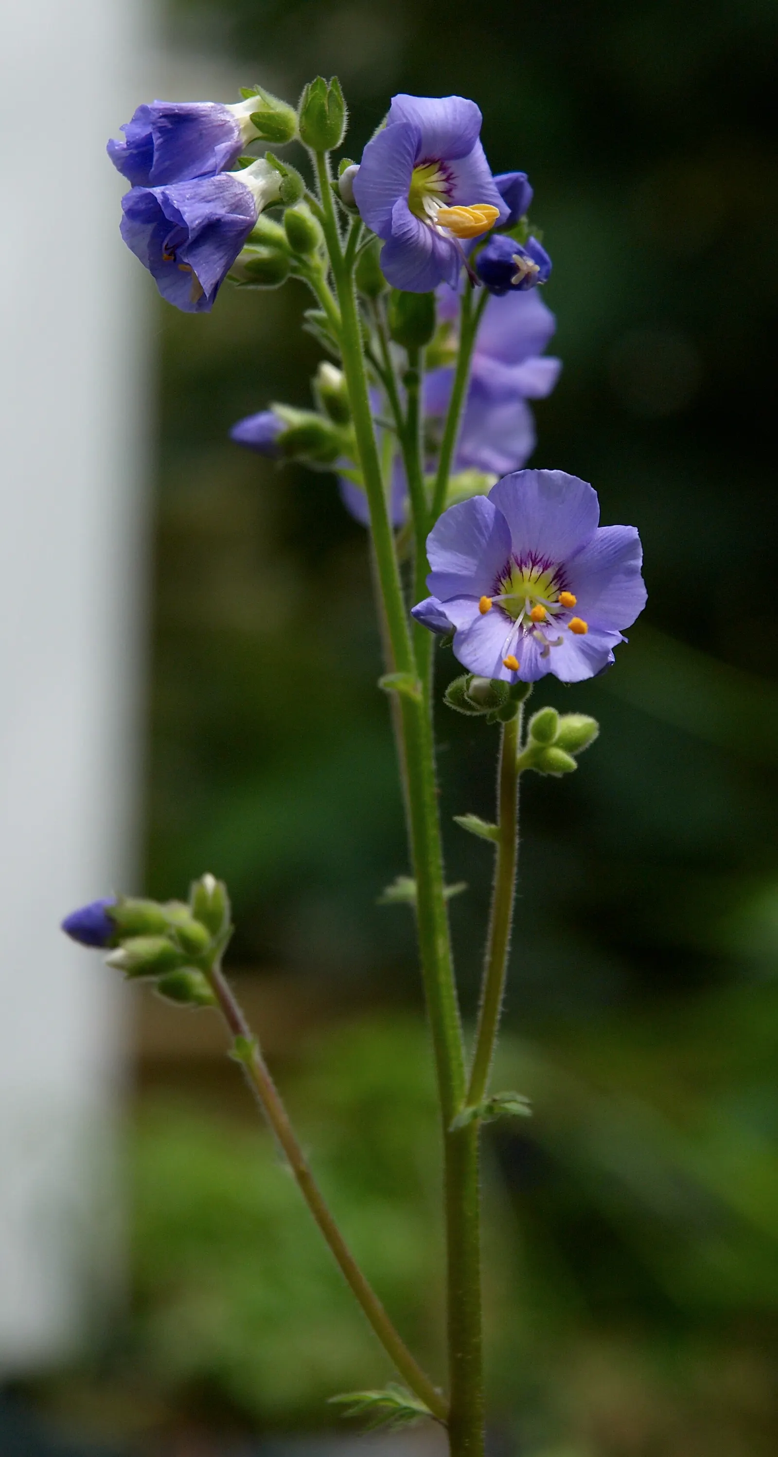Variegated Jacob's Ladder (Polemonium Caeruleum) — Deadheading the spent blooms can encourage a second flush of flowers and prevent self-sowing if, image 73