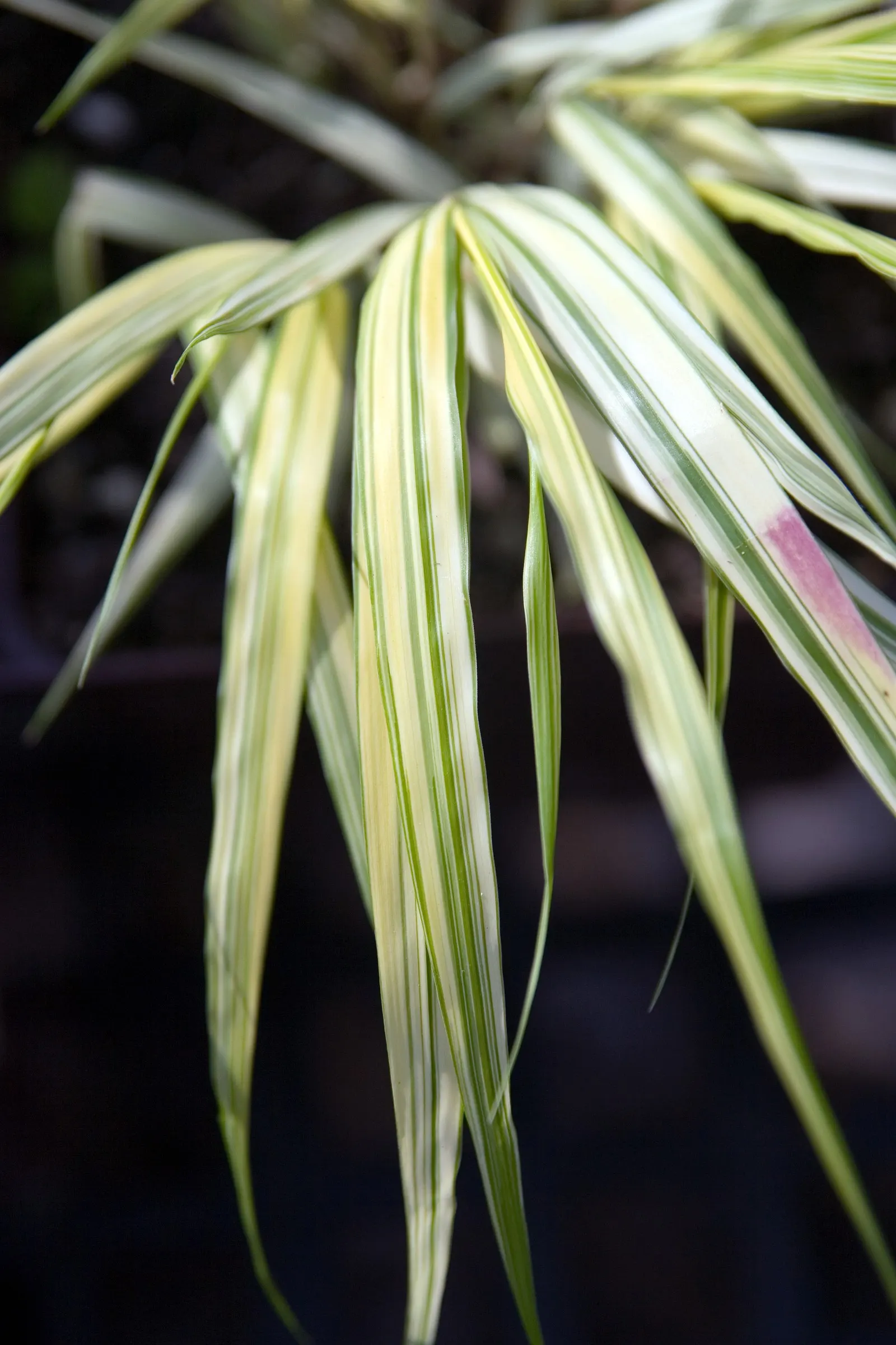 Variegated Japanese Forest Grass (Hakonechloa Macra 'Stripe It Rich') — Ideal for part-shade to full-shade sites, it offers dynamic texture and movement in the