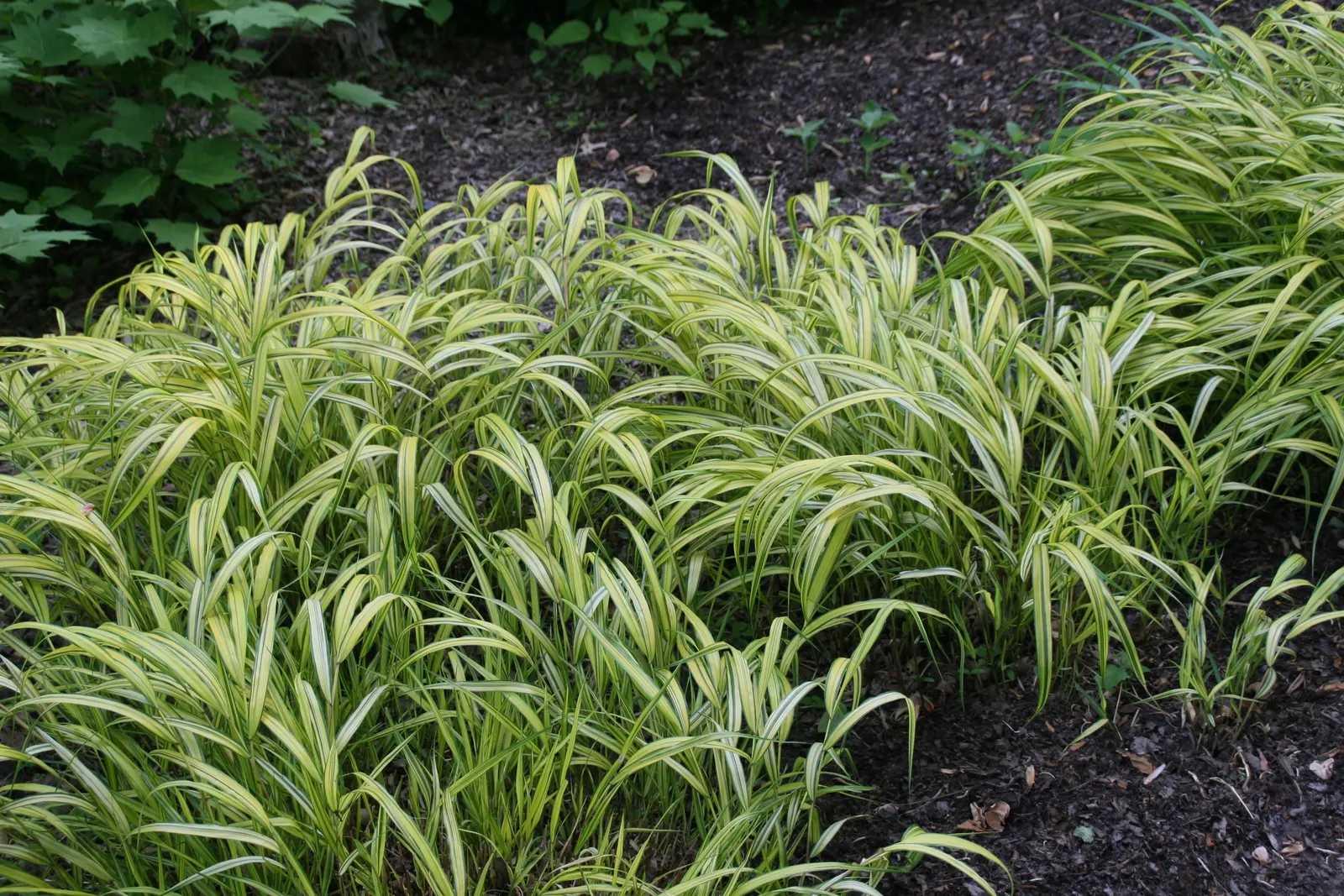 Variegated Japanese Forest Grass (Hakonechloa Macra 'Stripe It Rich') — scientifically named Hakonechloa macra 'Stripe It Rich'