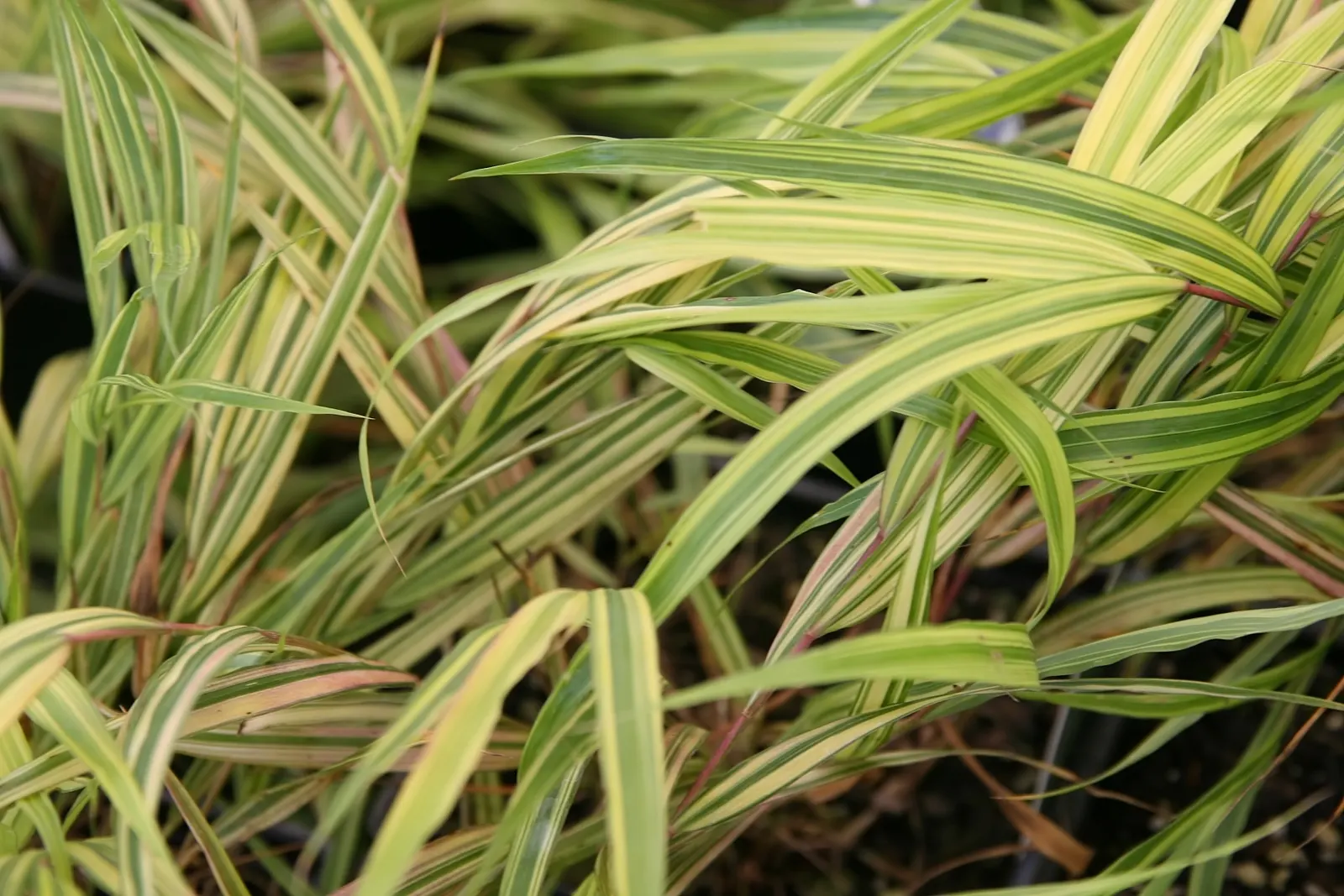 Variegated Japanese Forest Grass (Hakonechloa Macra 'Stripe It Rich') — This ornamental grass has a mounding habit, reaching 18 inches in height and 24 inches