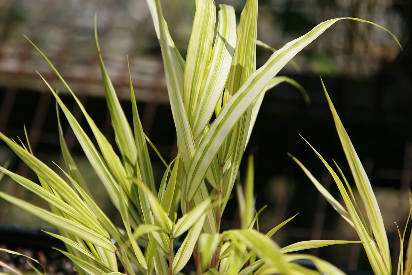 Variegated Japanese Forest Grass (Hakonechloa Macra 'Stripe It Rich') — This ornamental grass is a cultivar known for its graceful