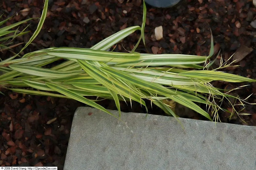 Variegated Japanese Forest Grass (Hakonechloa Macra 'Stripe It Rich') — well-draining soil and minimal maintenance