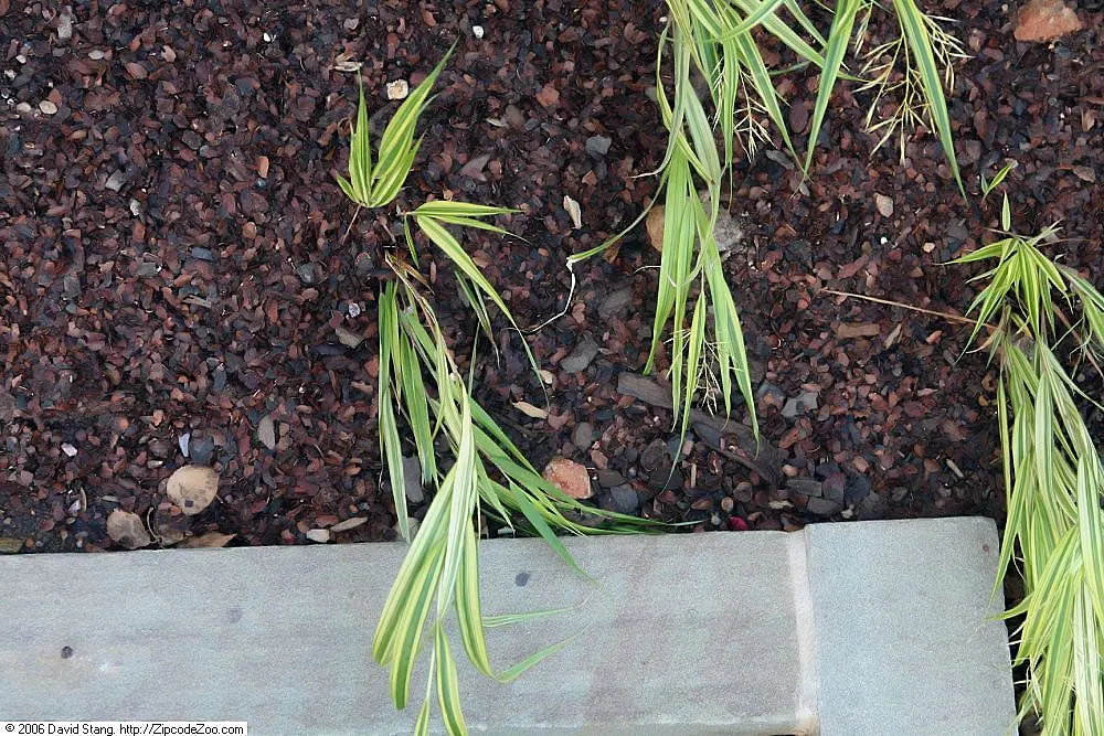 Variegated Japanese Forest Grass (Hakonechloa Macra 'Stripe It Rich') — perfect for borders or accent plantings