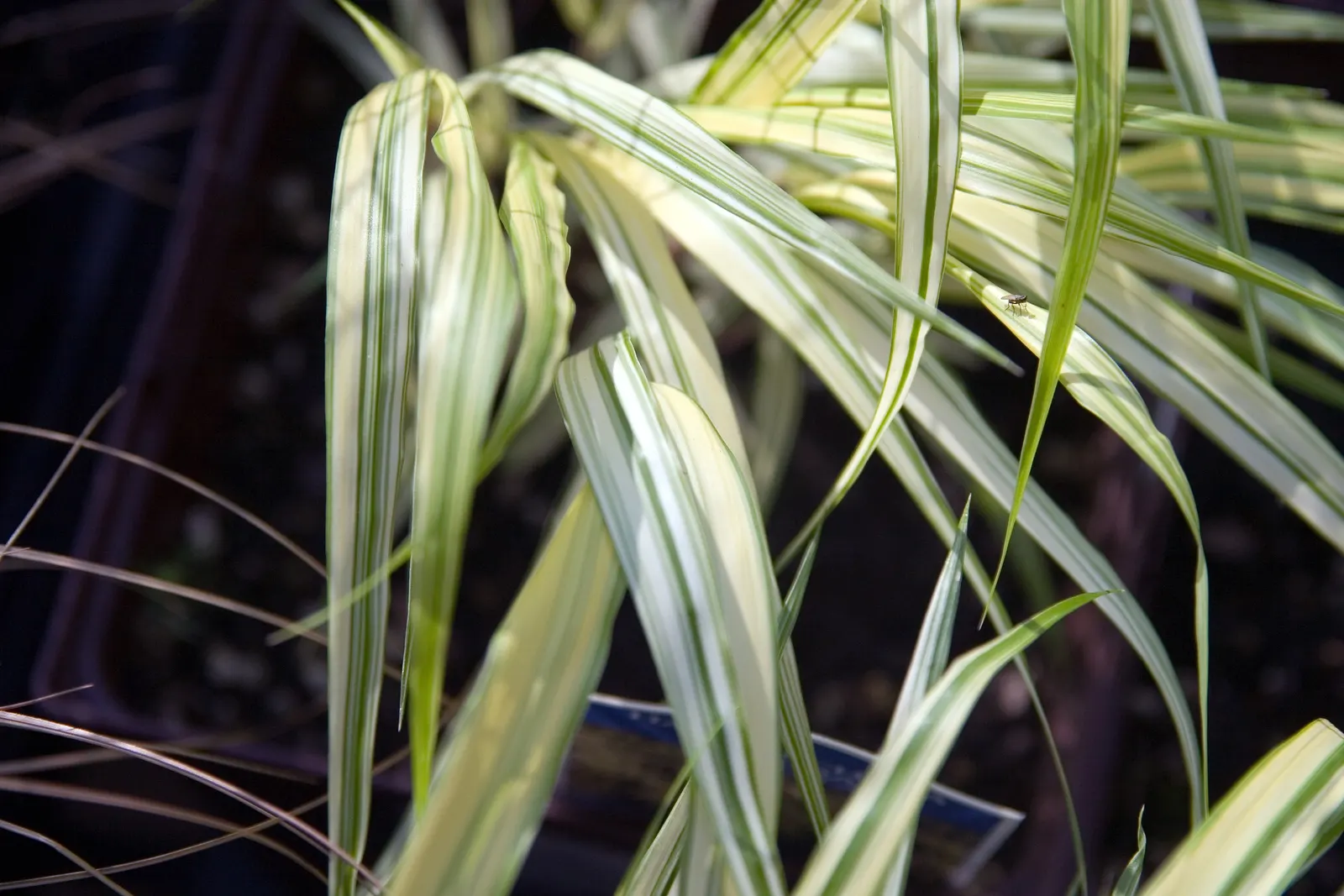 Variegated Japanese Forest Grass (Hakonechloa Macra 'Stripe It Rich') — adds an elegant and striking aesthetic to any landscape design