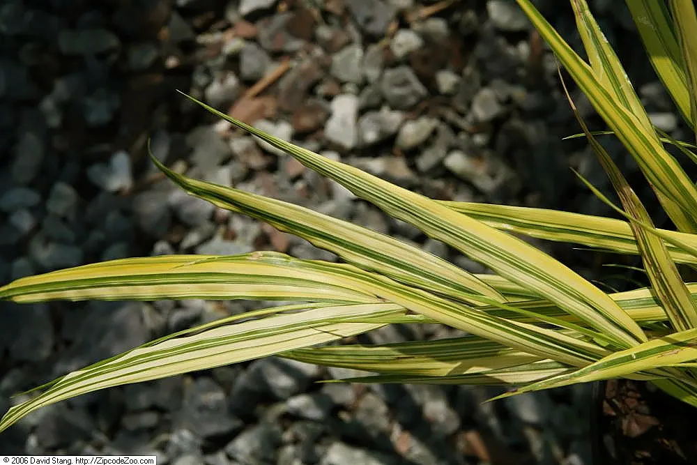 Variegated Japanese Forest Grass (Hakonechloa Macra 'Stripe It Rich') — bright green blades with bold yellow stripes