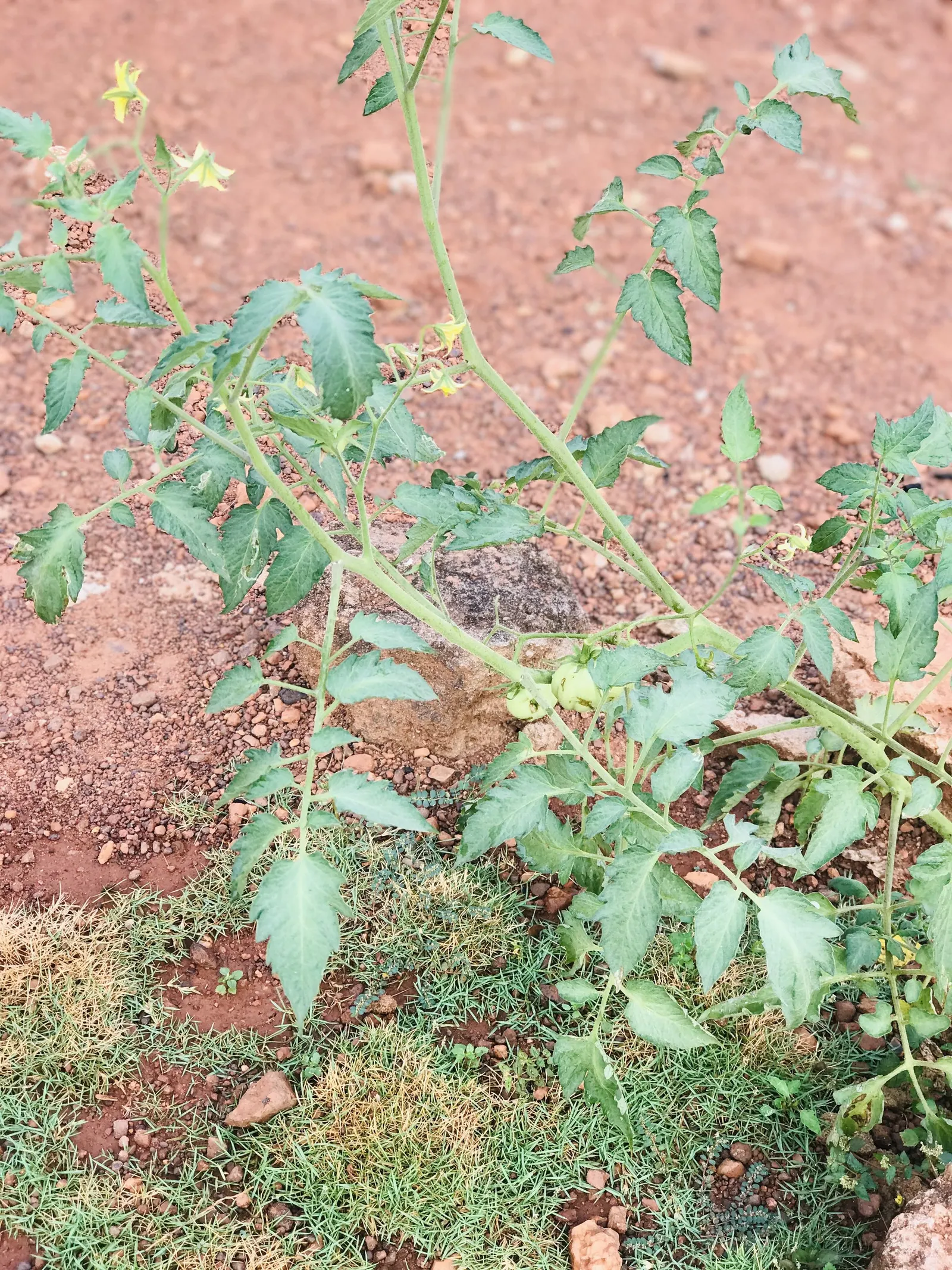 Salad Tomato (Solanum Lycopersicum "Salad') — prized for its generous yield of medium-sized