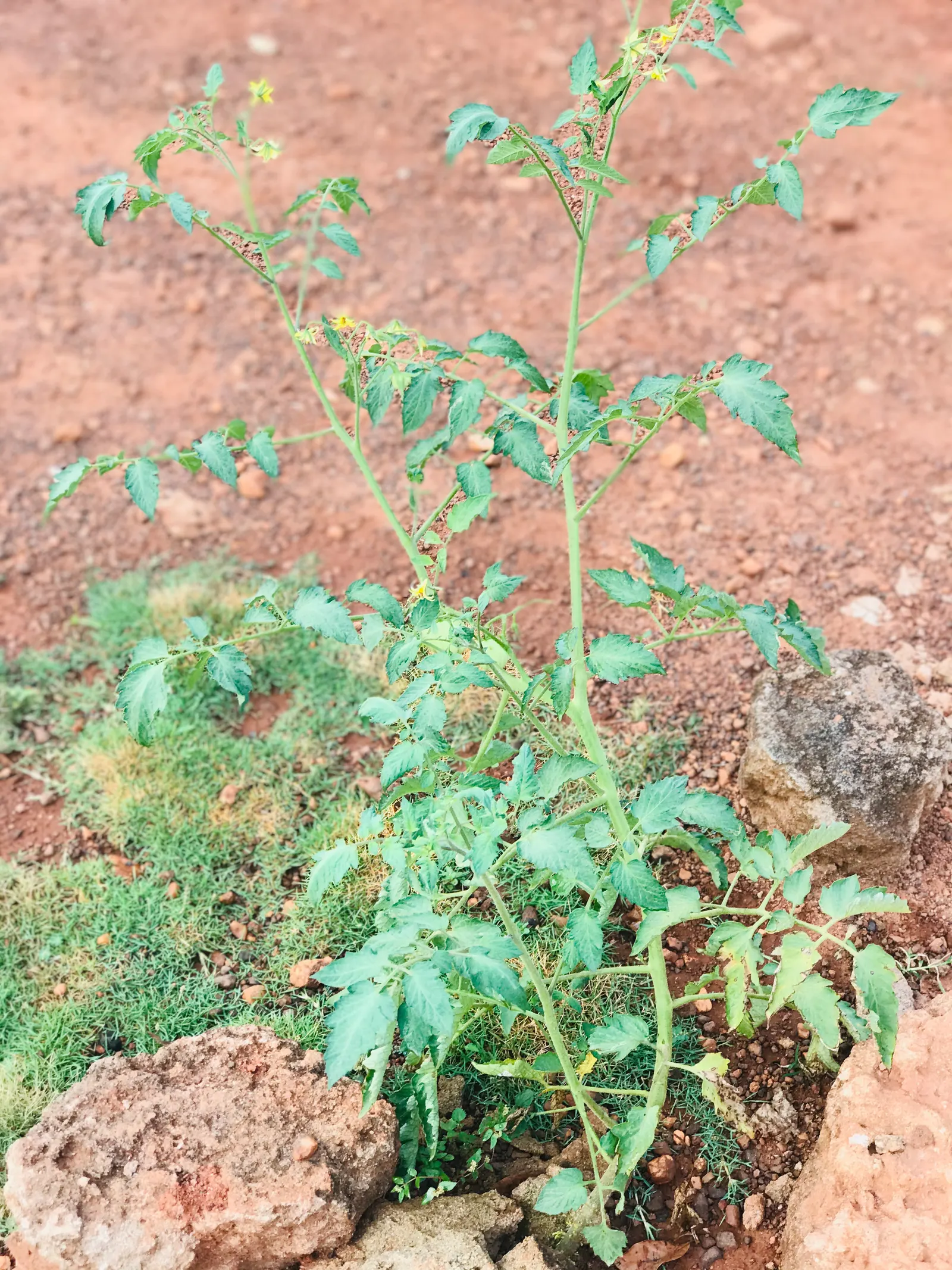 Salad Tomato (Solanum Lycopersicum "Salad') — It favors full sun and well-drained soil, producing juicy, richly flavored tomatoes perfect for fresh salads