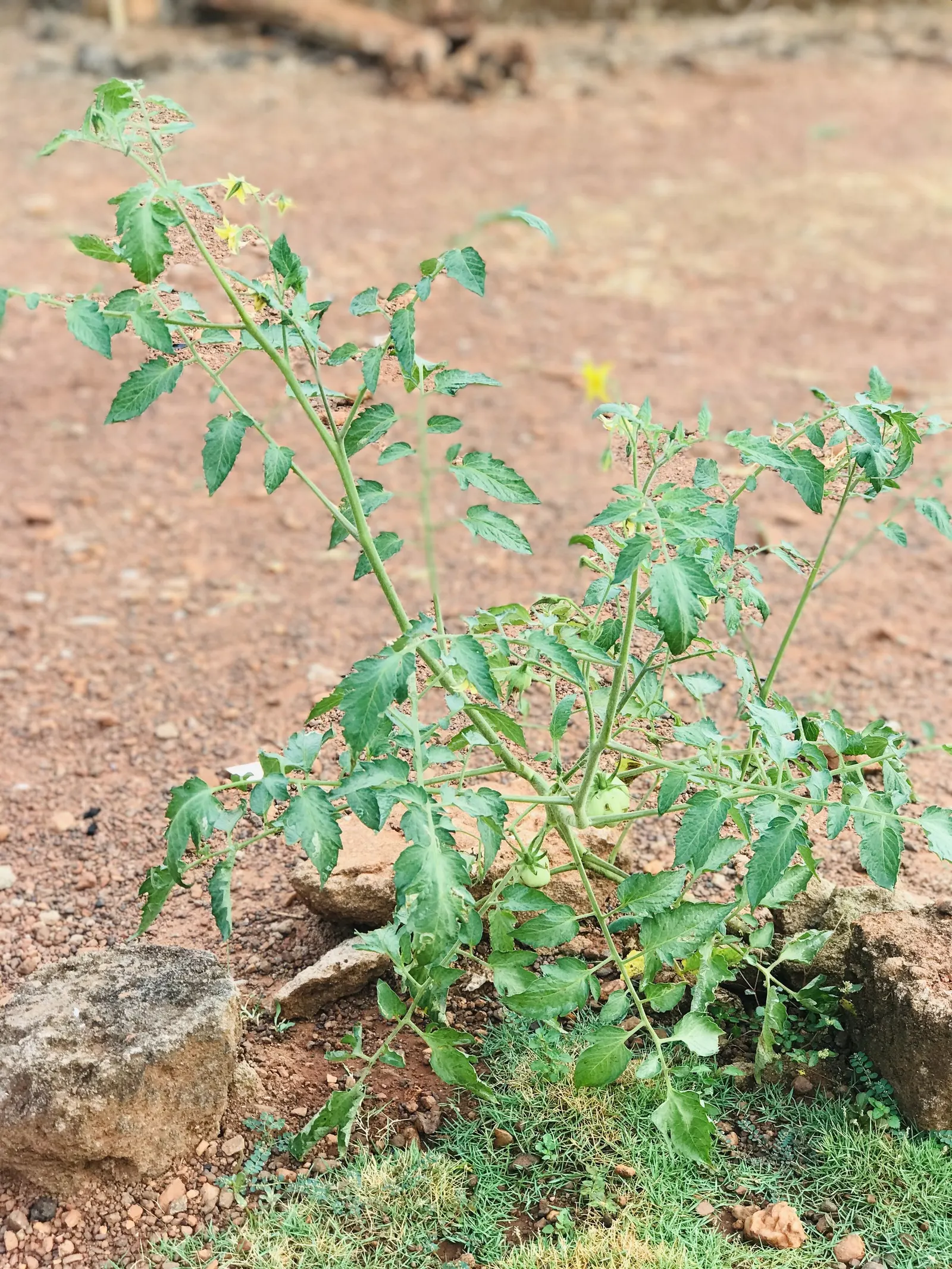 Salad Tomato (Solanum Lycopersicum "Salad') — Ideal for small spaces, this variety reaches a manageable height of about 3-4 feet