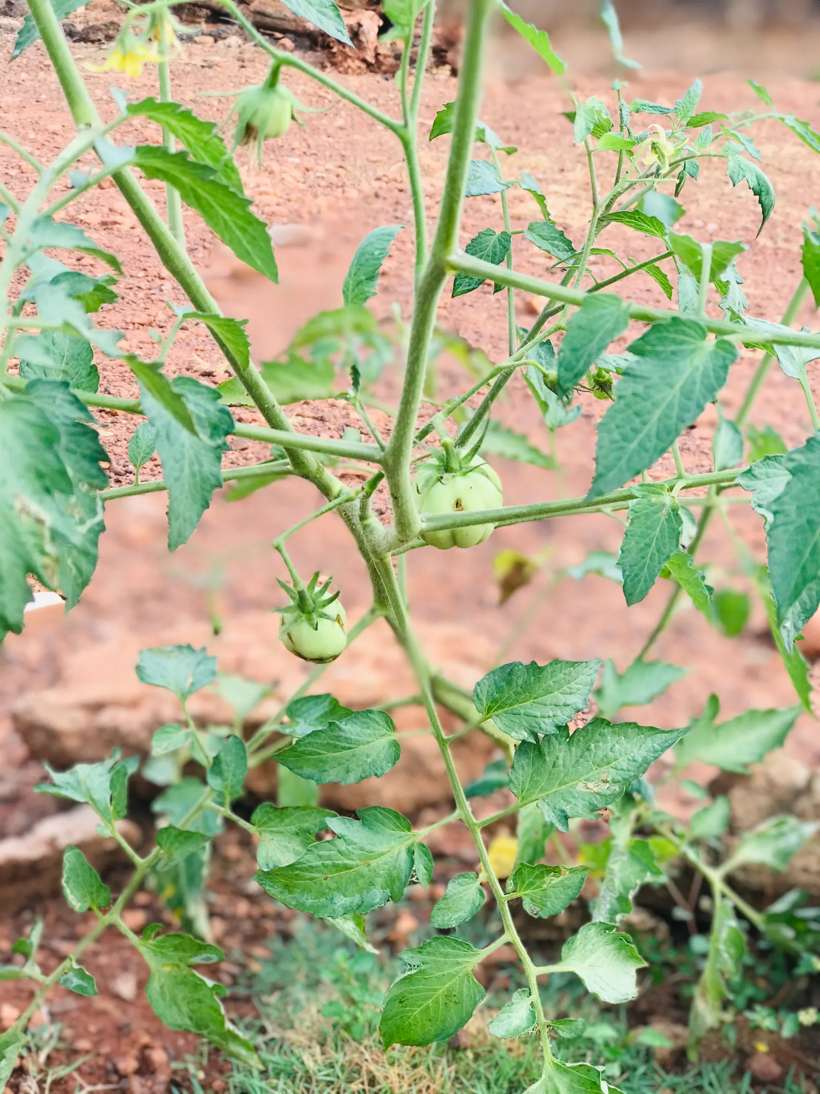 Salad Tomato (Solanum Lycopersicum "Salad') — Solanum lycopersicum 'Salad' is a robust